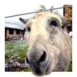 Kerstgeschenk 2011