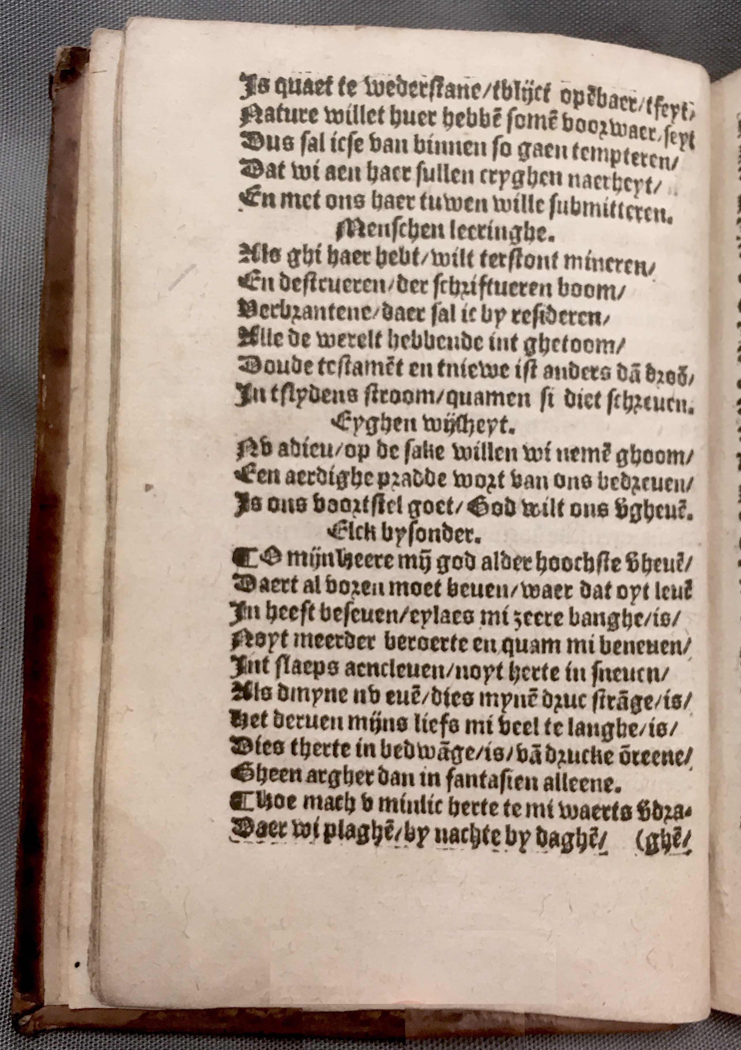 BoomSchriftueren1560ca10