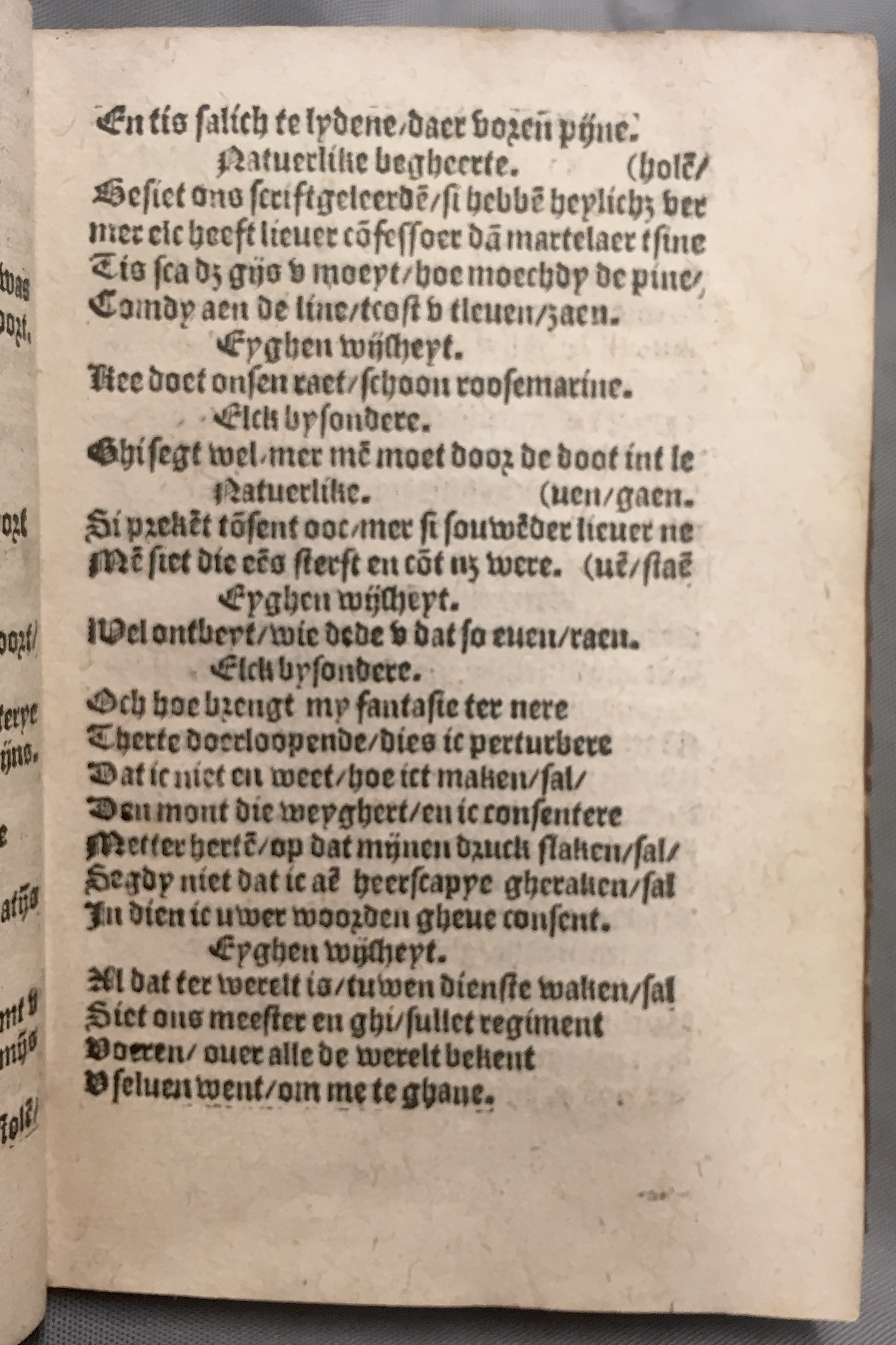 BoomSchriftueren1560ca19