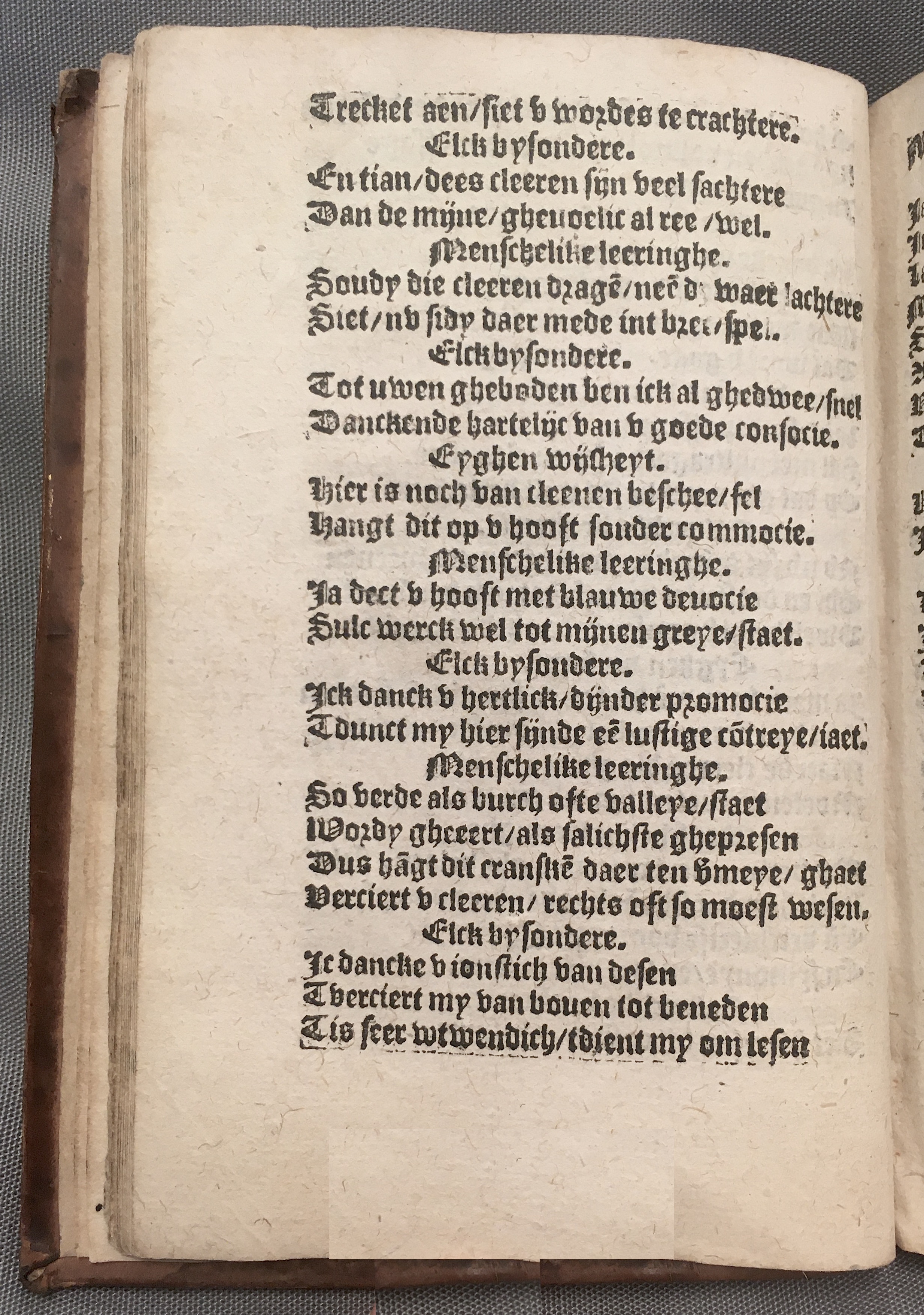 BoomSchriftueren1560ca24