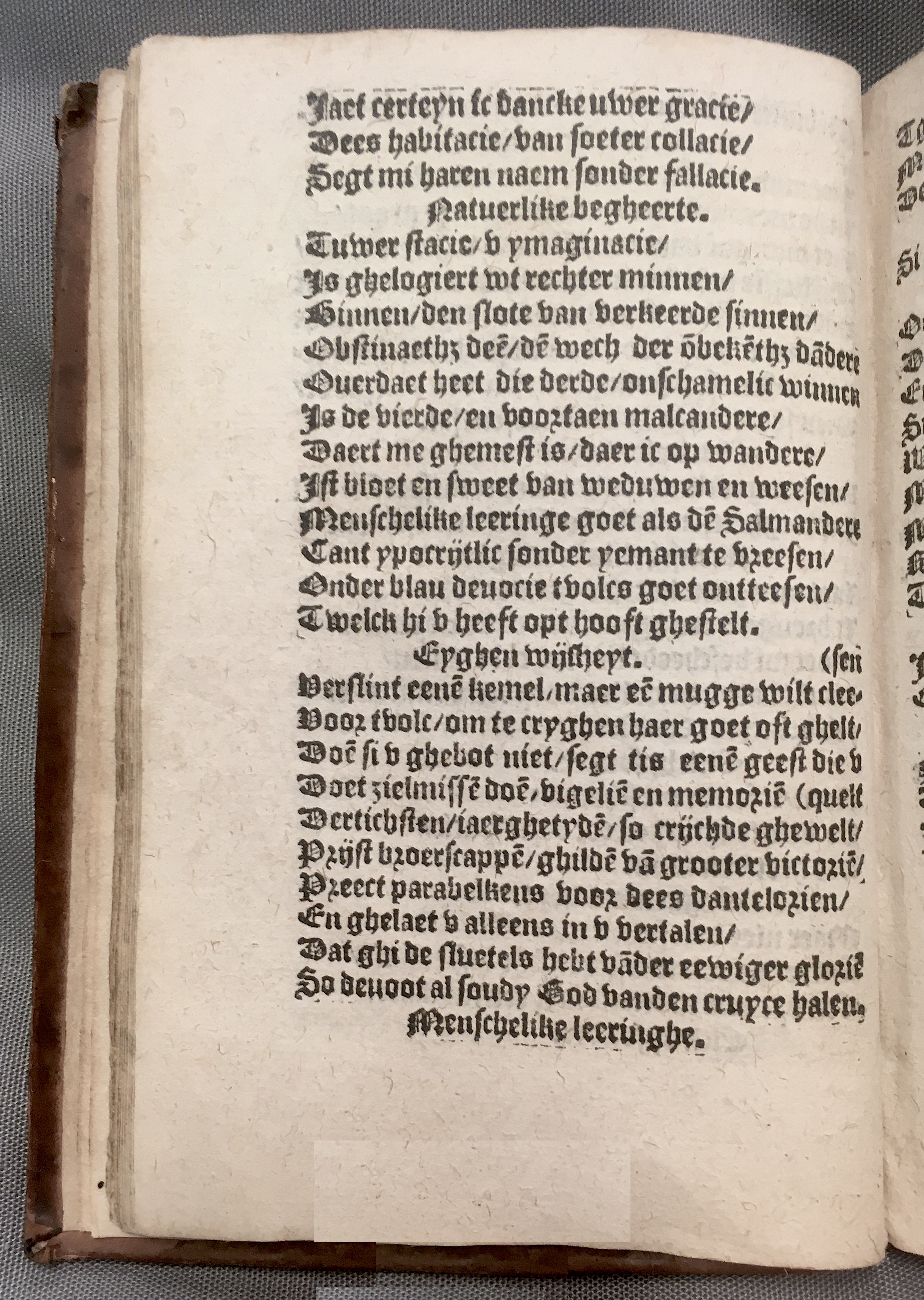 BoomSchriftueren1560ca26