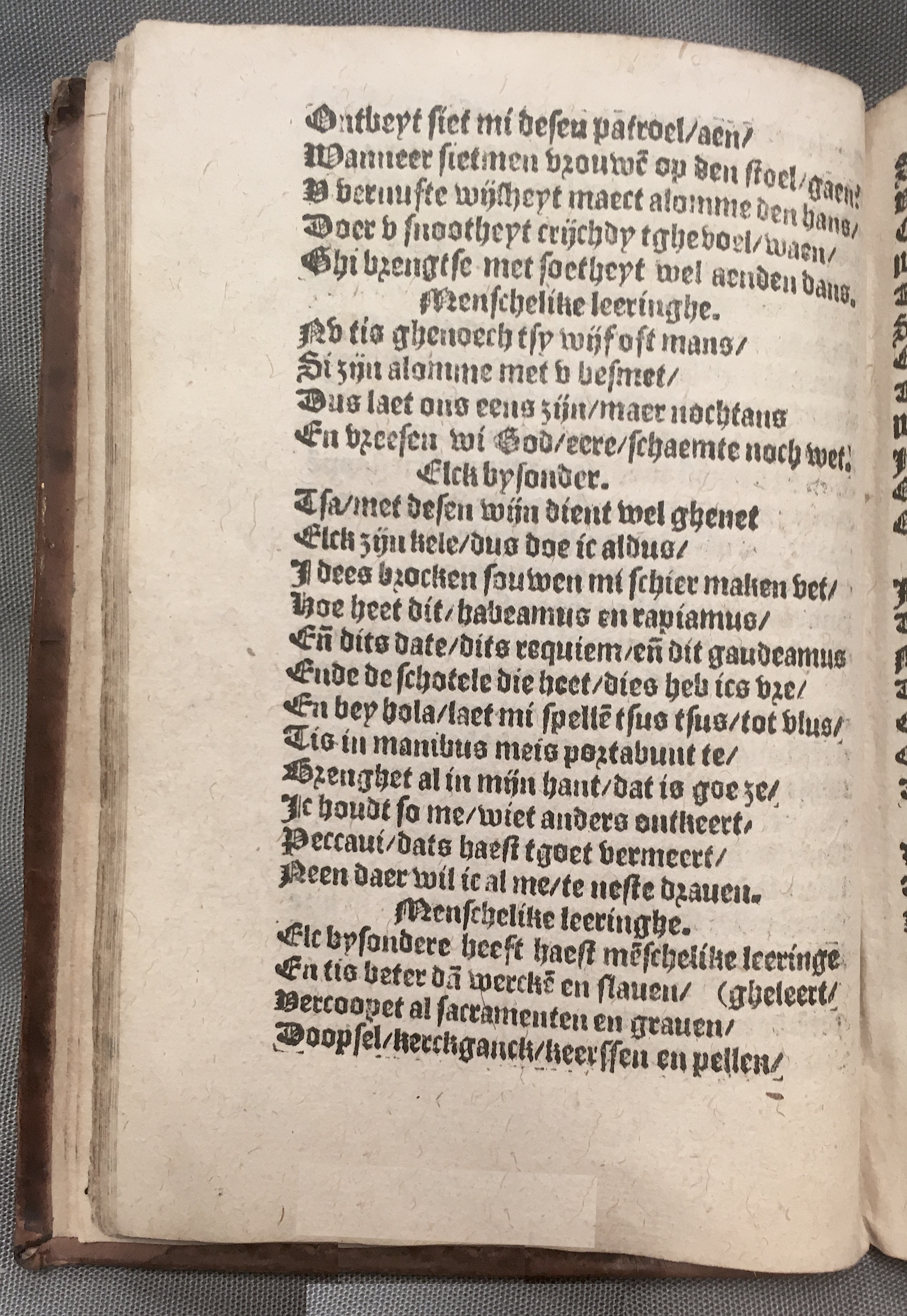 BoomSchriftueren1560ca30