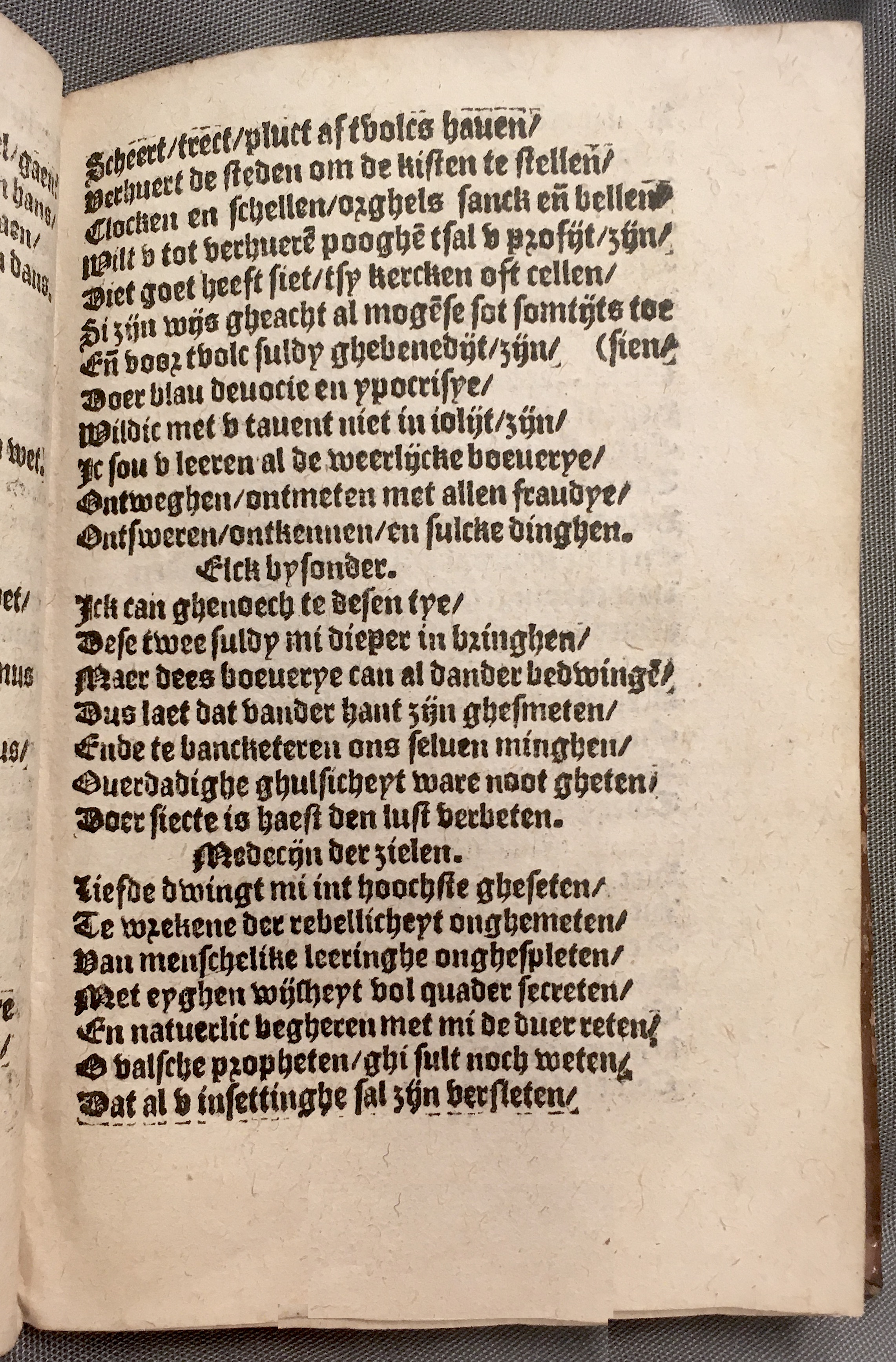 BoomSchriftueren1560ca31