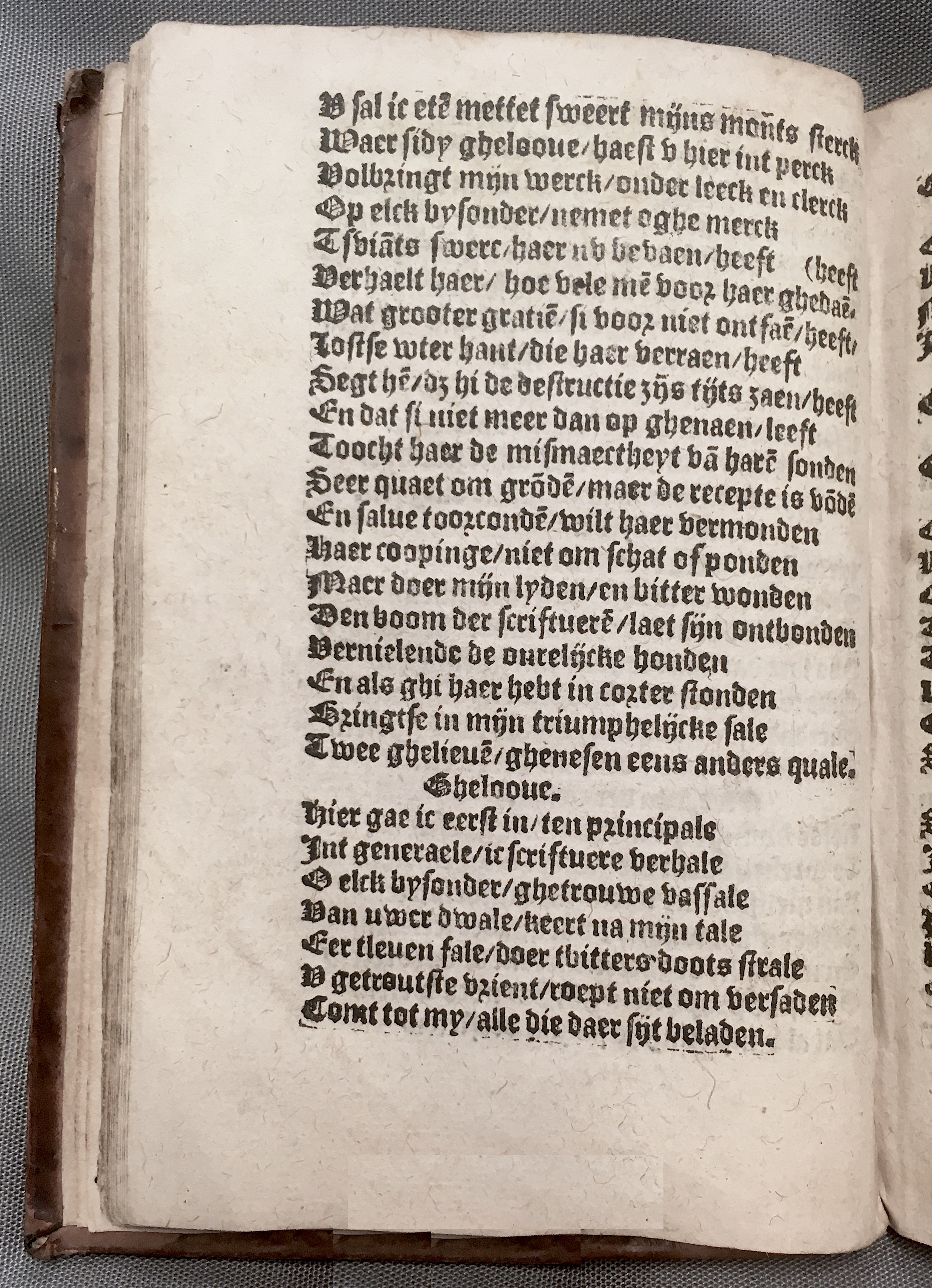 BoomSchriftueren1560ca32