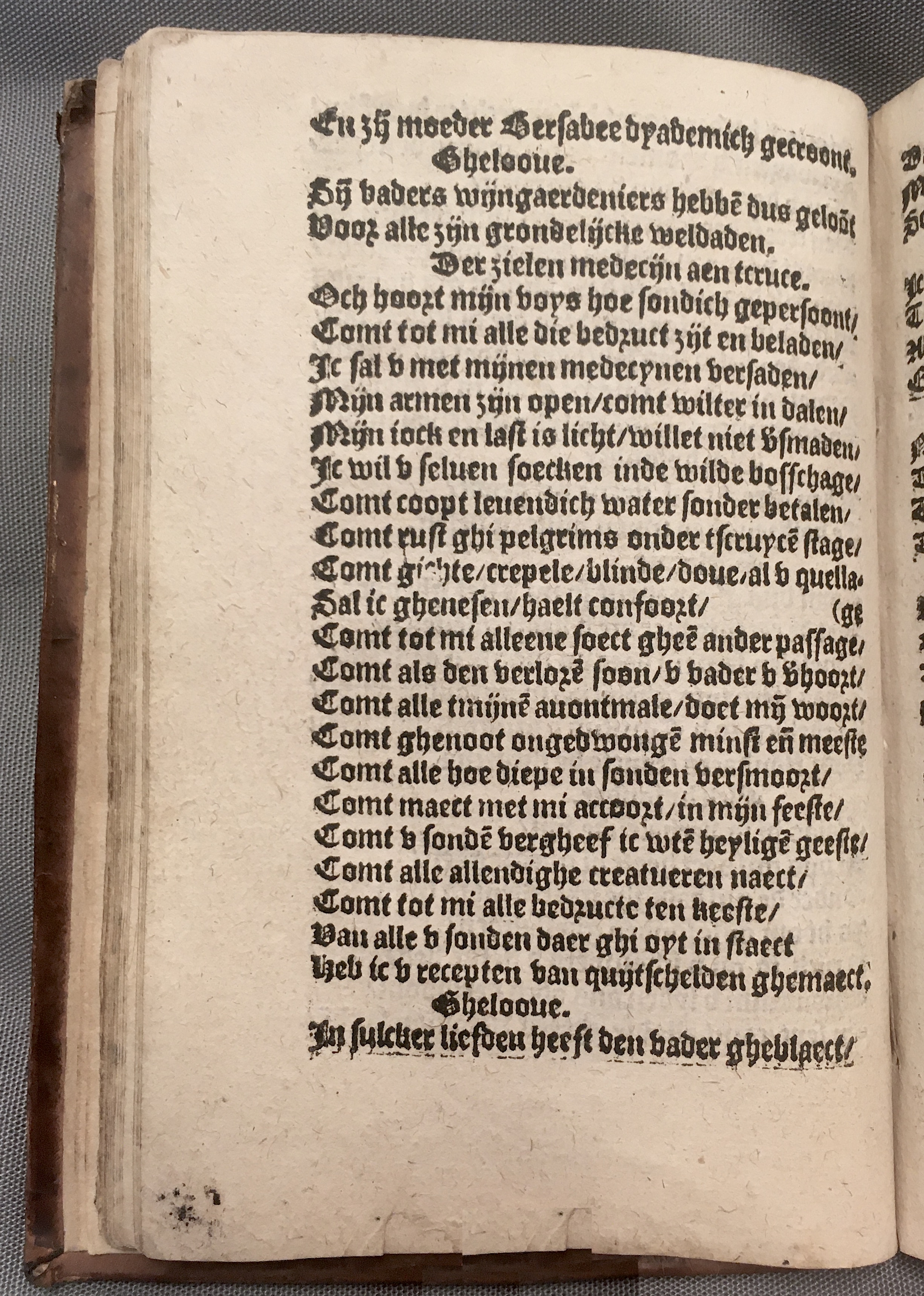BoomSchriftueren1560ca40