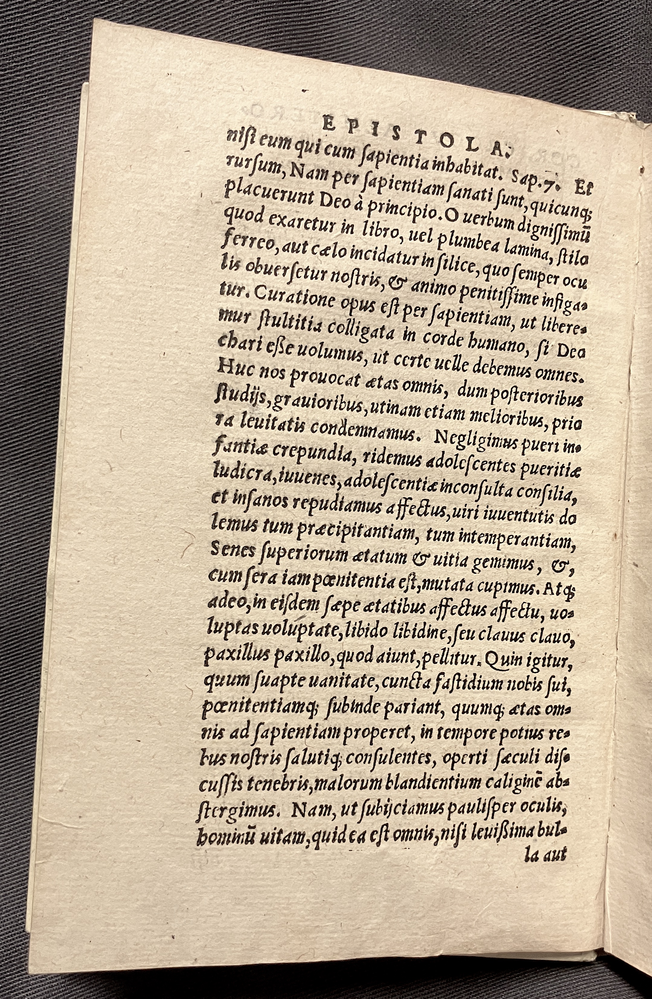 CrocusIoseph1536p04