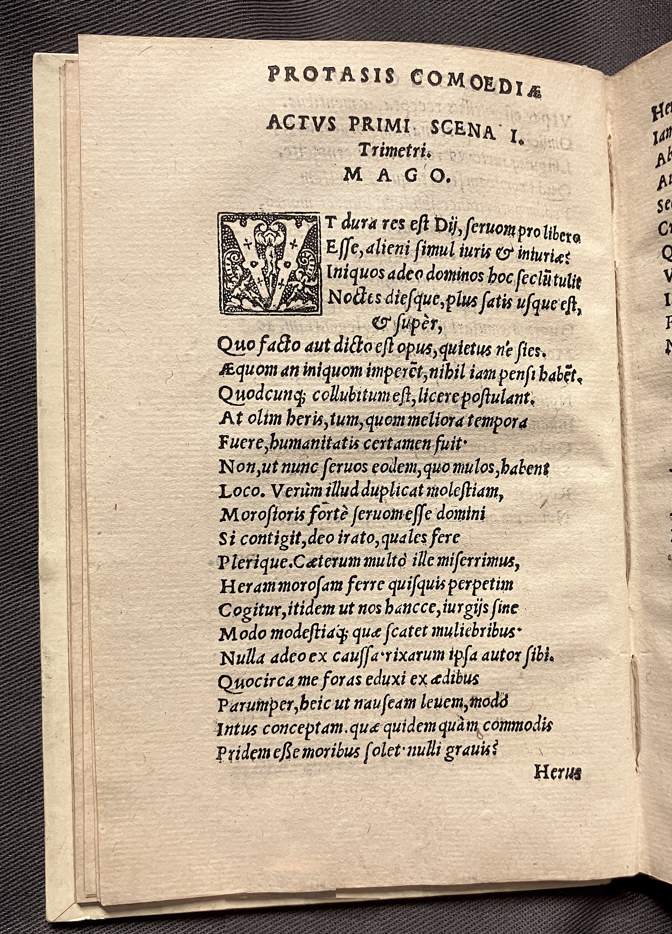 CrocusIoseph1536p24