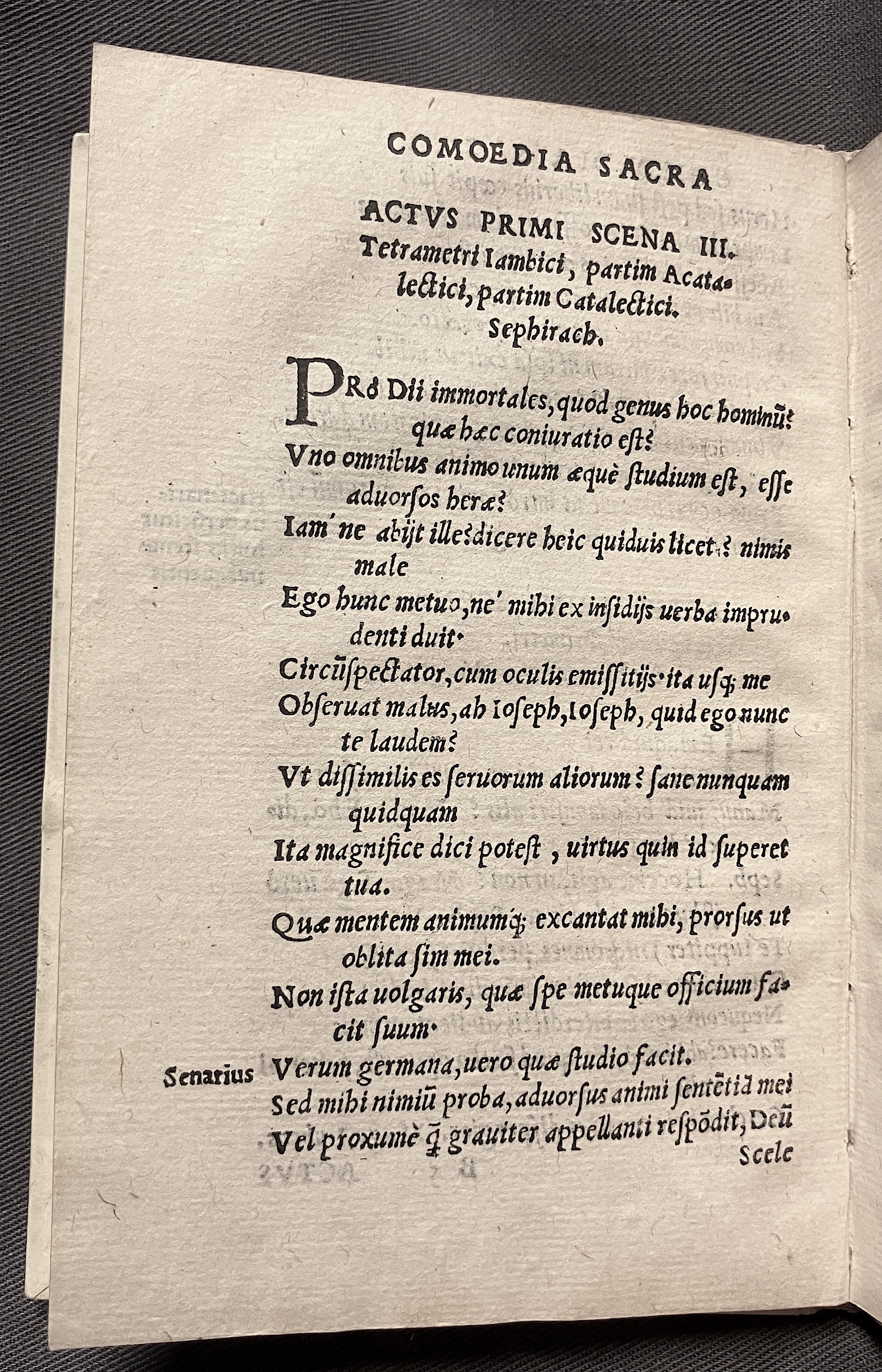CrocusIoseph1536p26