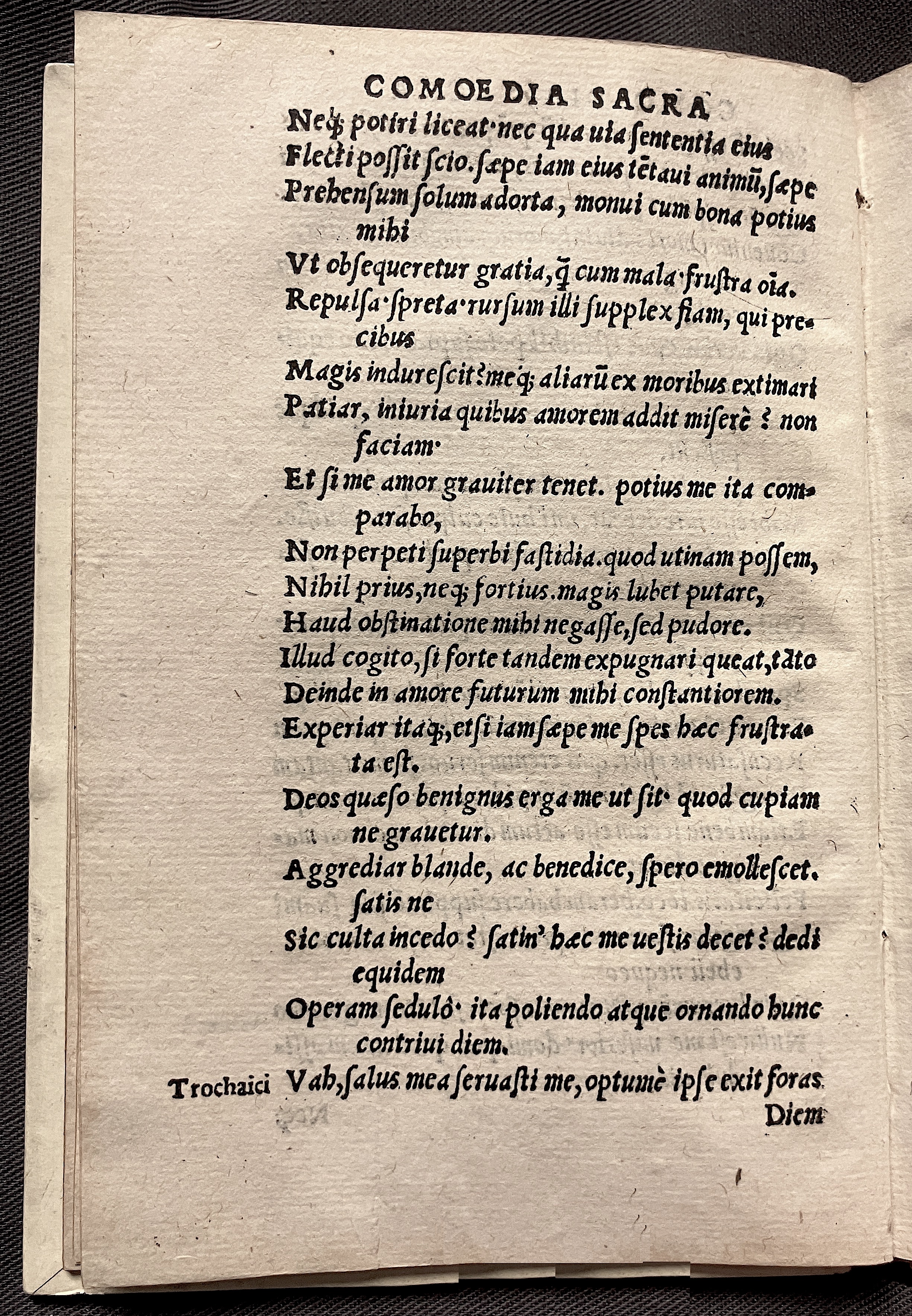 CrocusIoseph1536p28