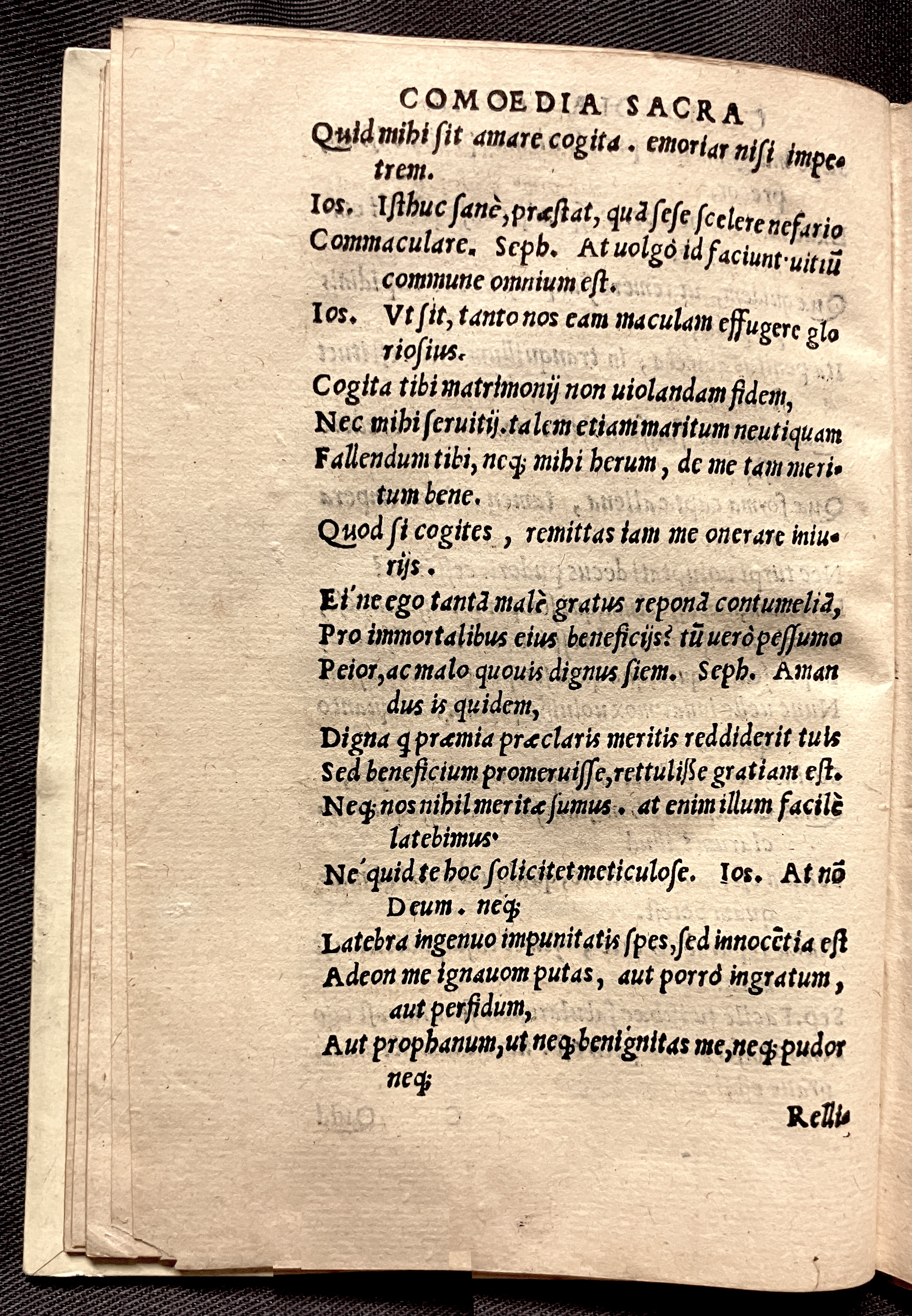 CrocusIoseph1536p34