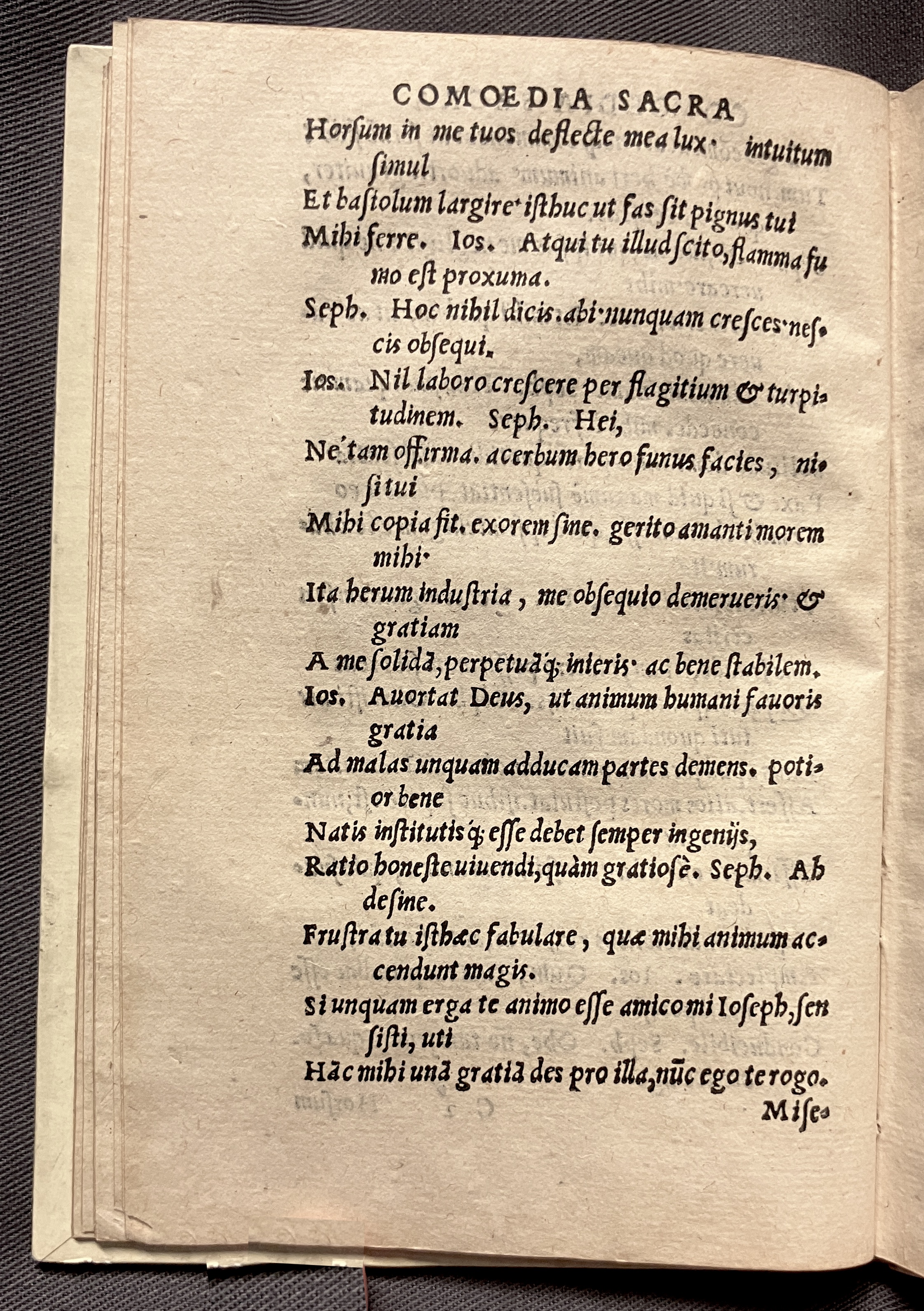 CrocusIoseph1536p36