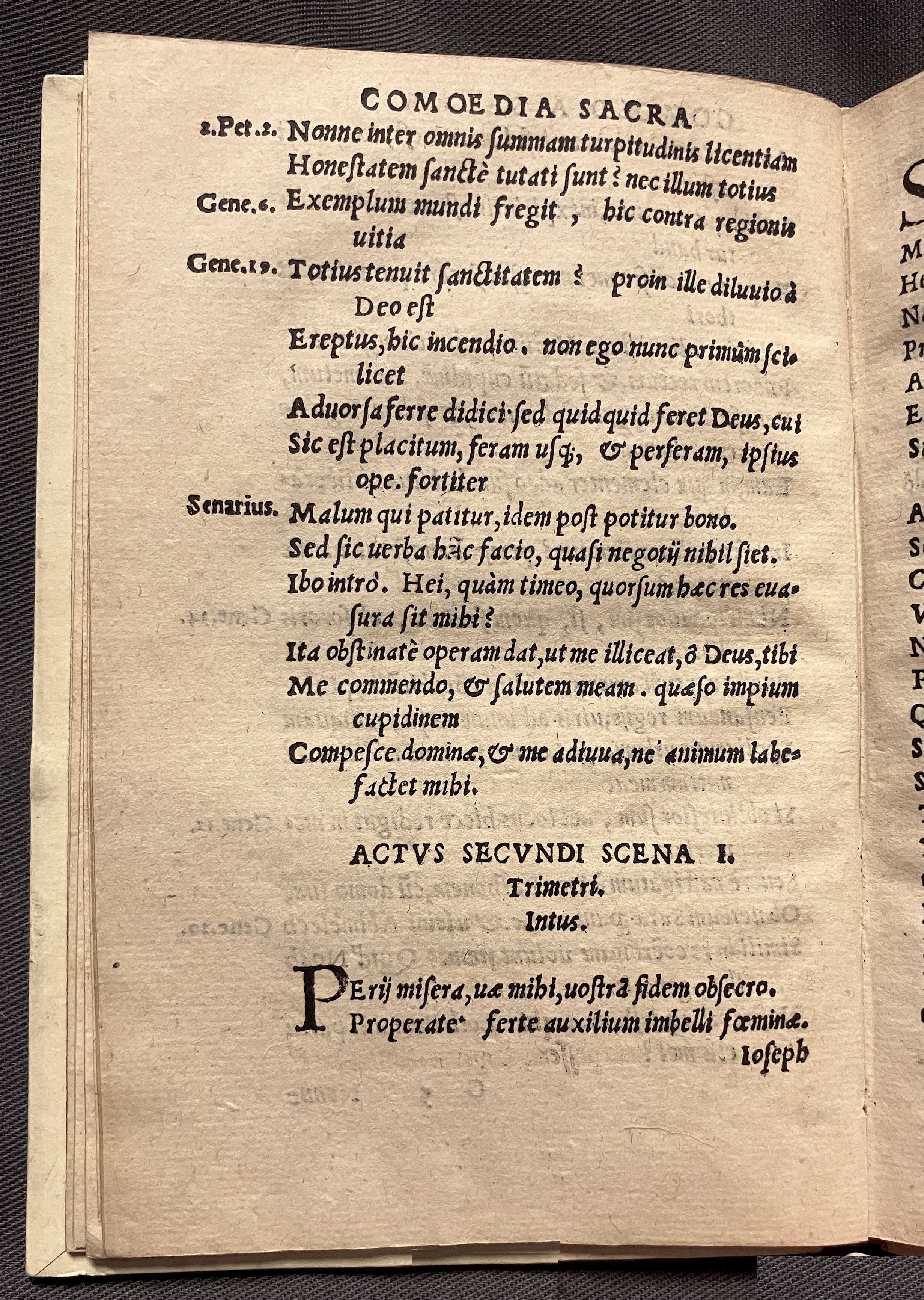 CrocusIoseph1536p42
