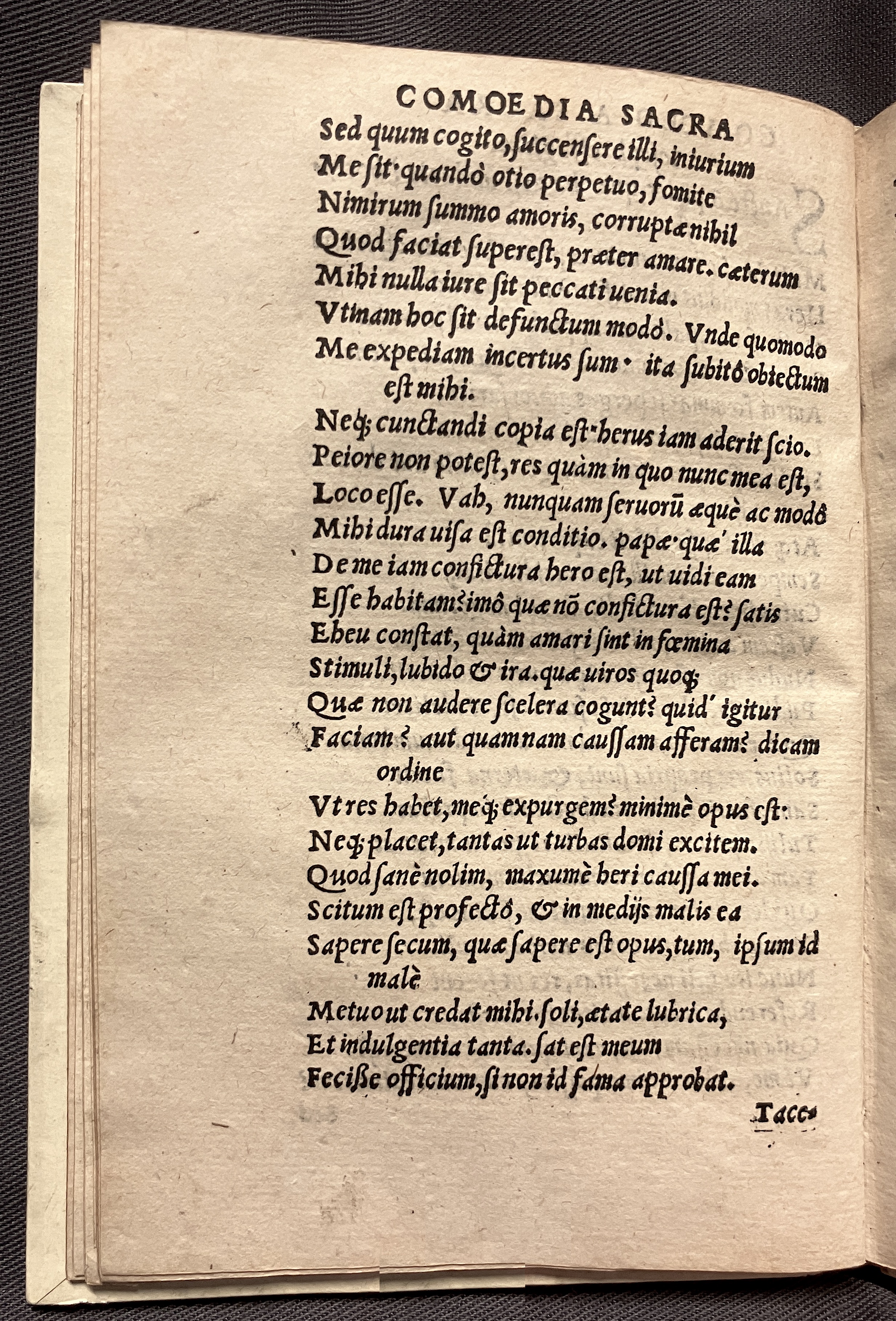 CrocusIoseph1536p44