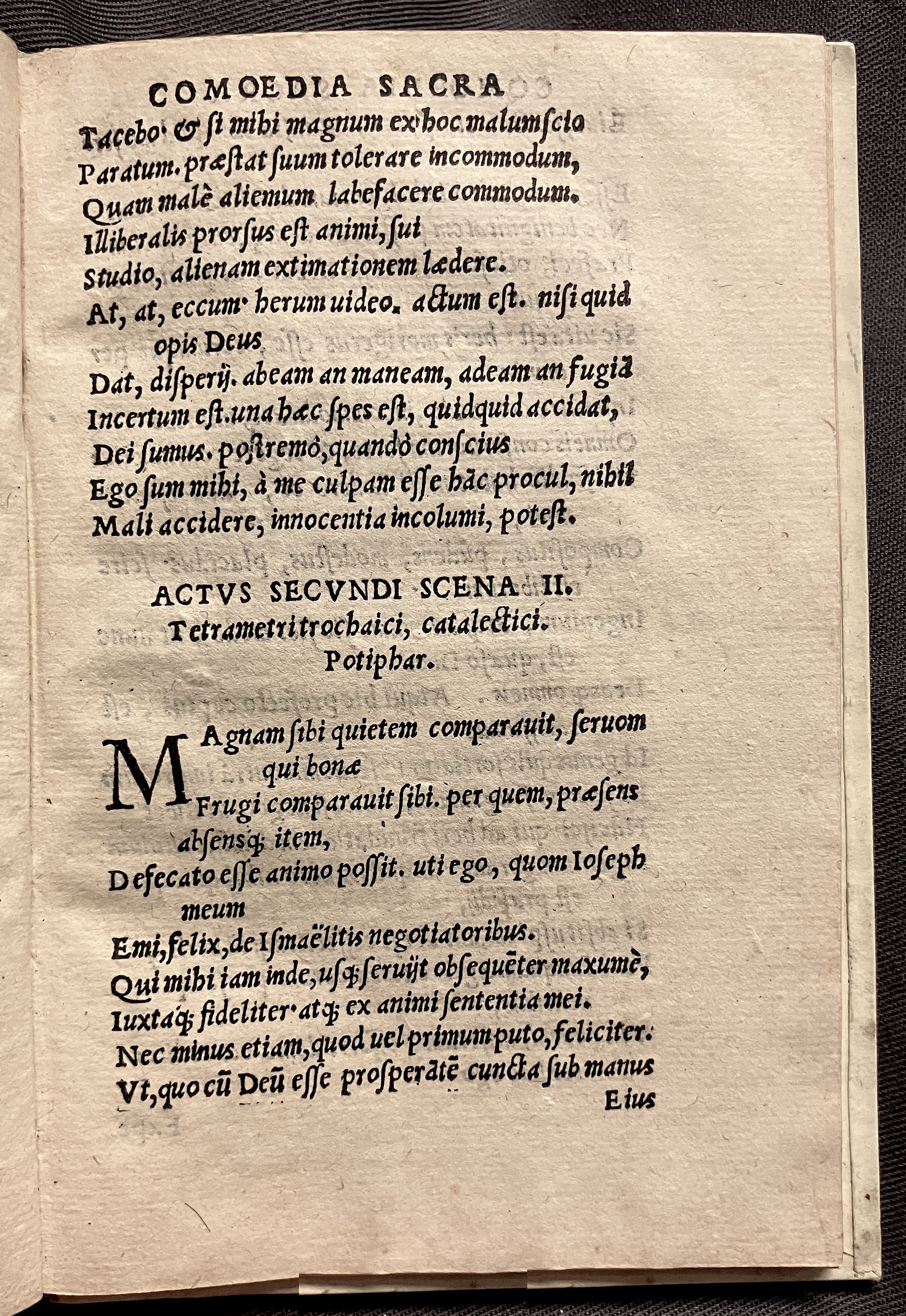 CrocusIoseph1536p45