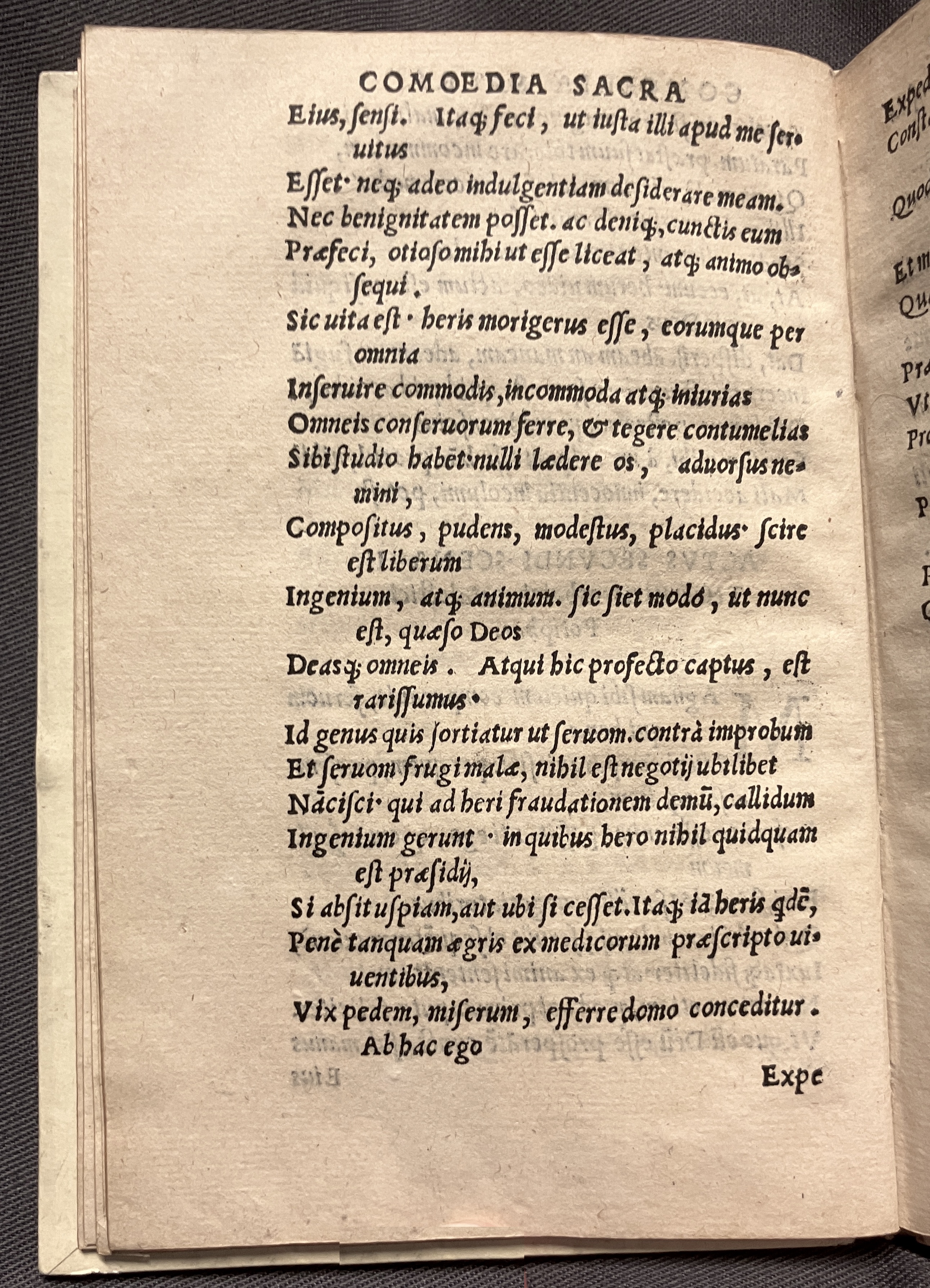 CrocusIoseph1536p46