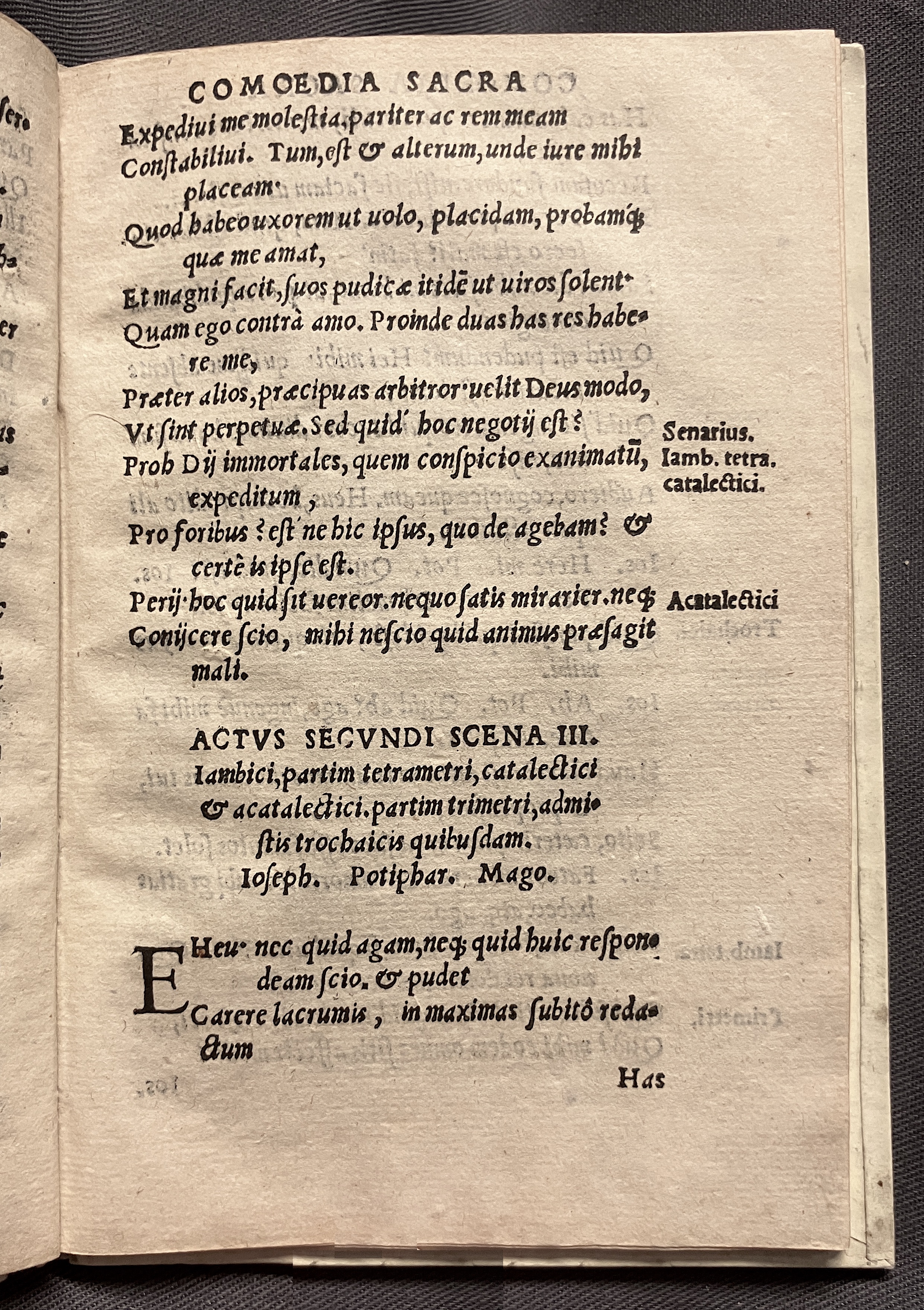 CrocusIoseph1536p47