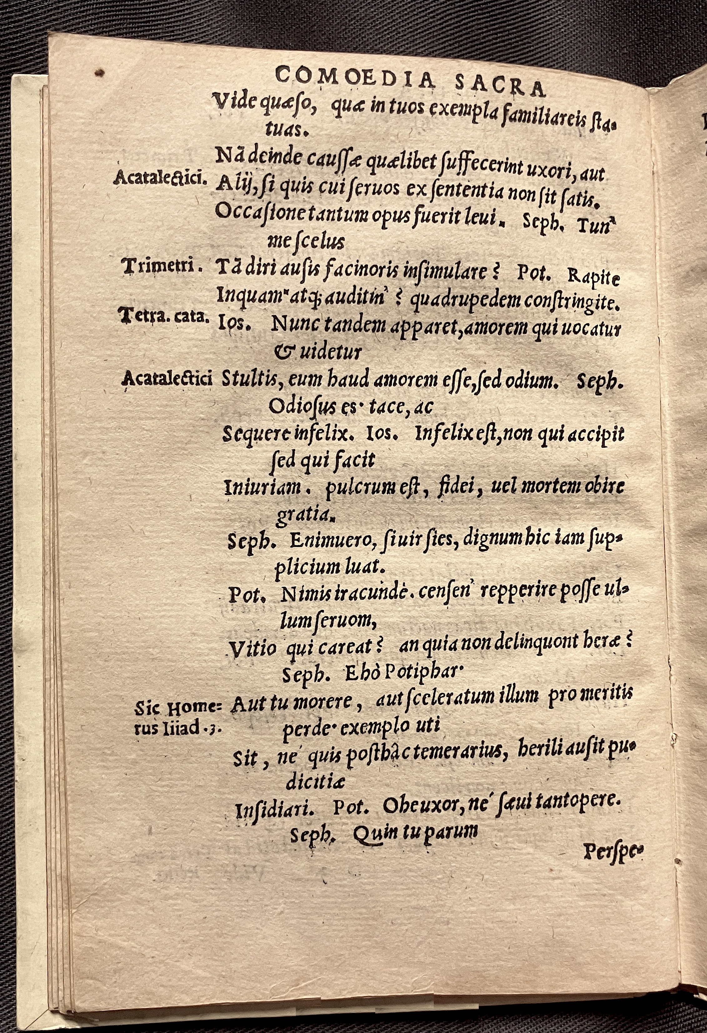 CrocusIoseph1536p54