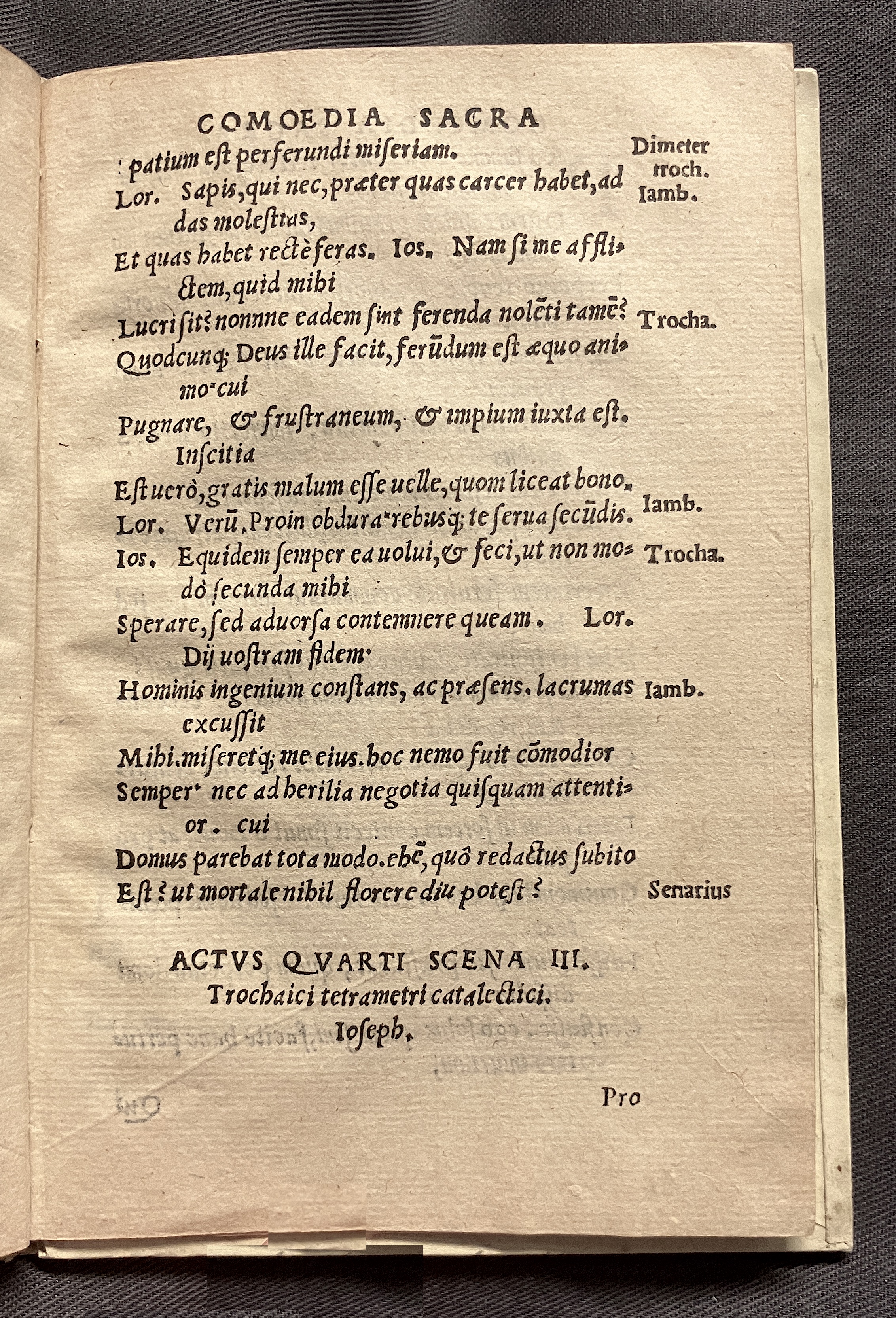 CrocusIoseph1536p61