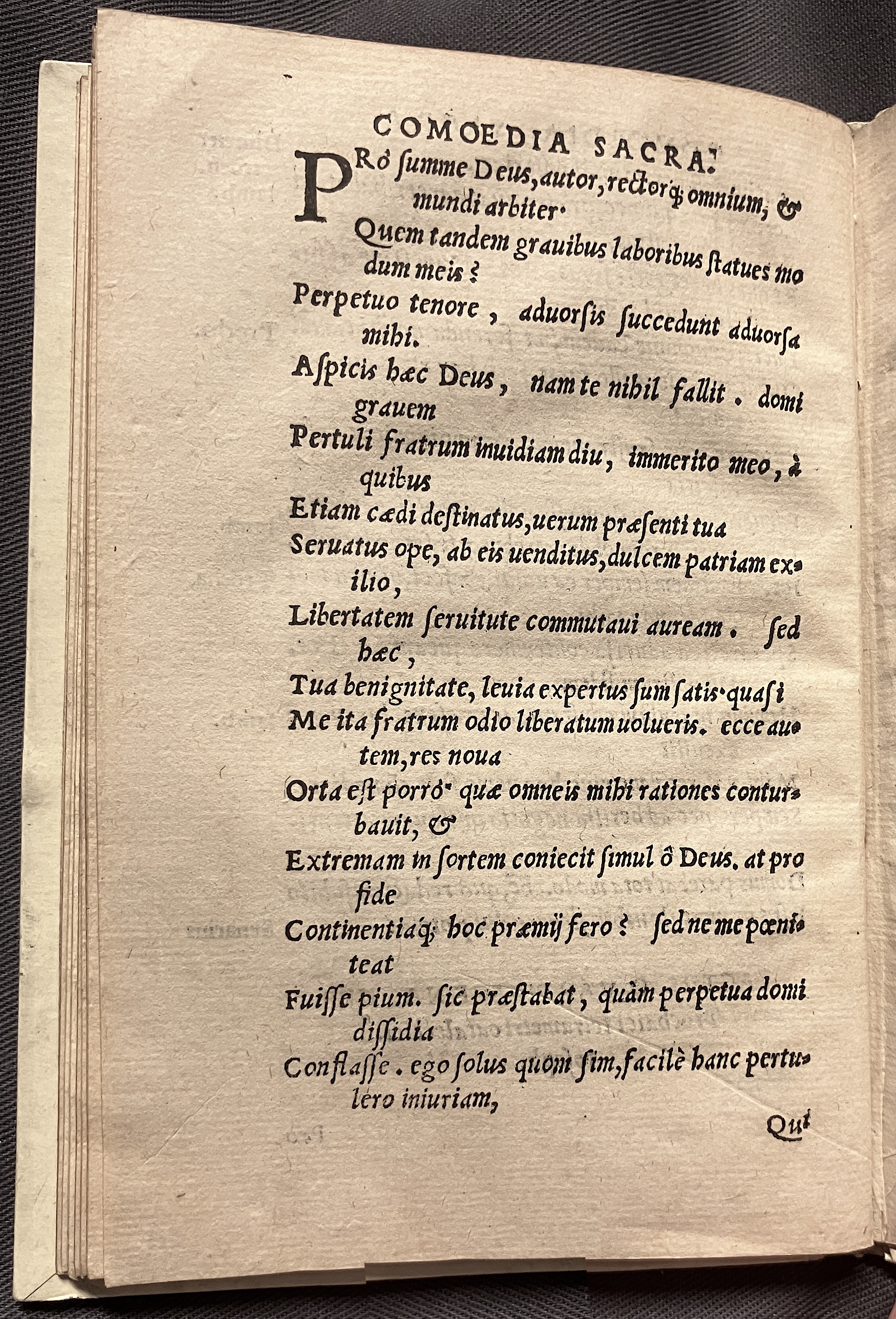 CrocusIoseph1536p62