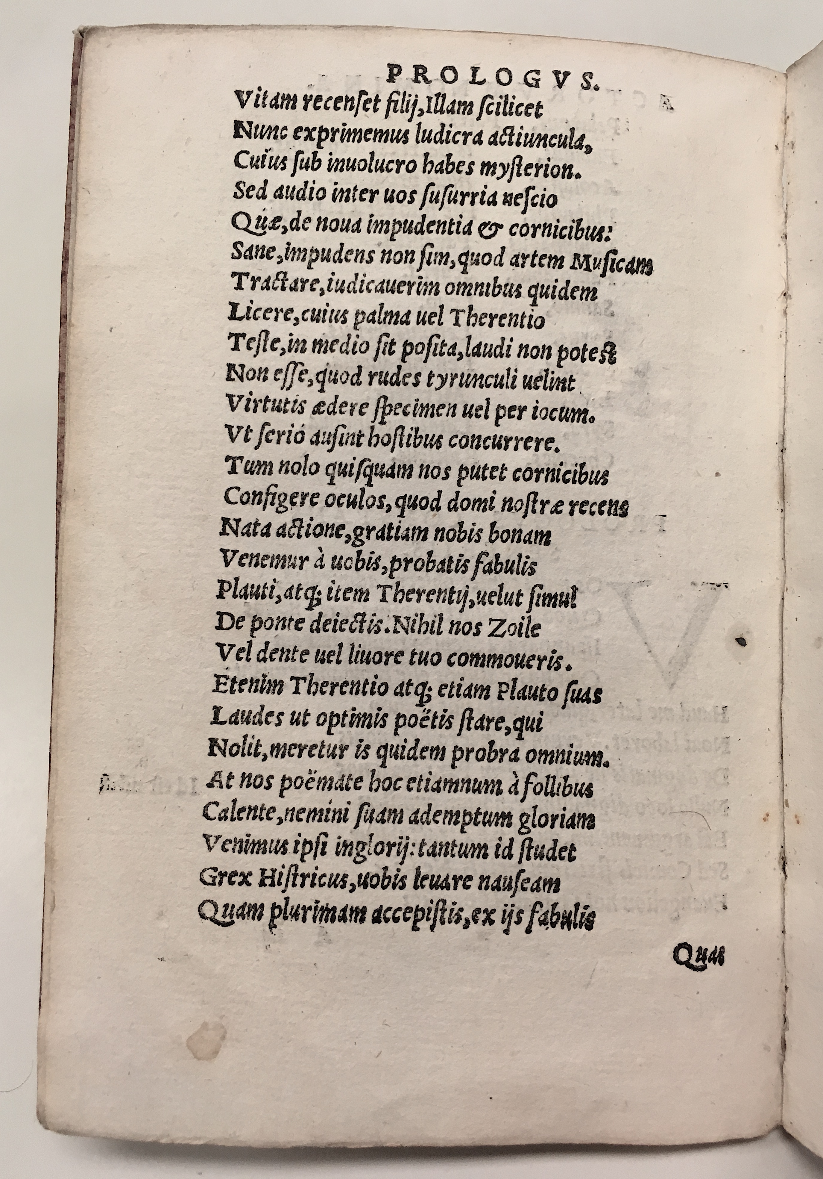 GnapheusAcolastus1533p06.jpg