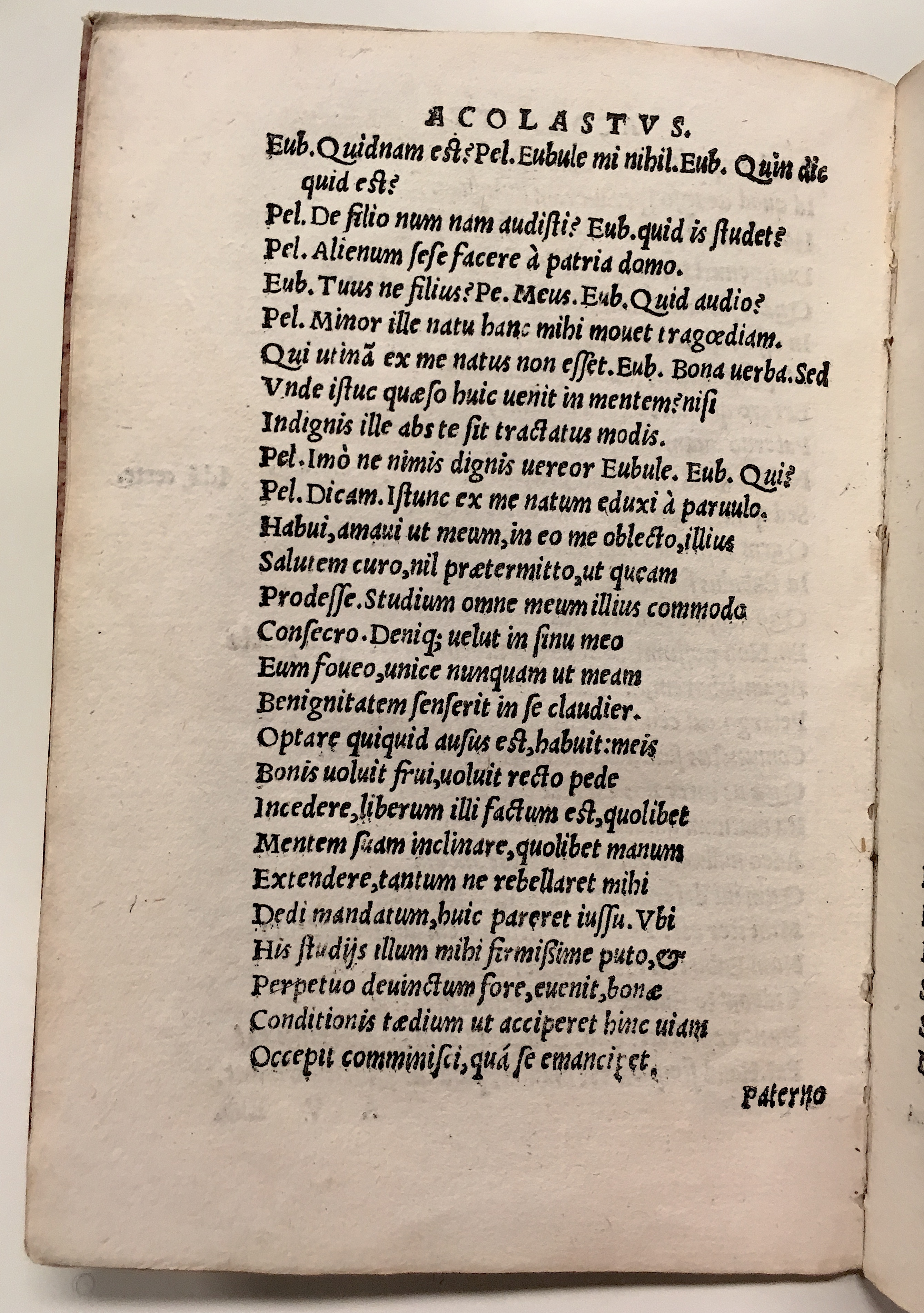 GnapheusAcolastus1533p10.jpg