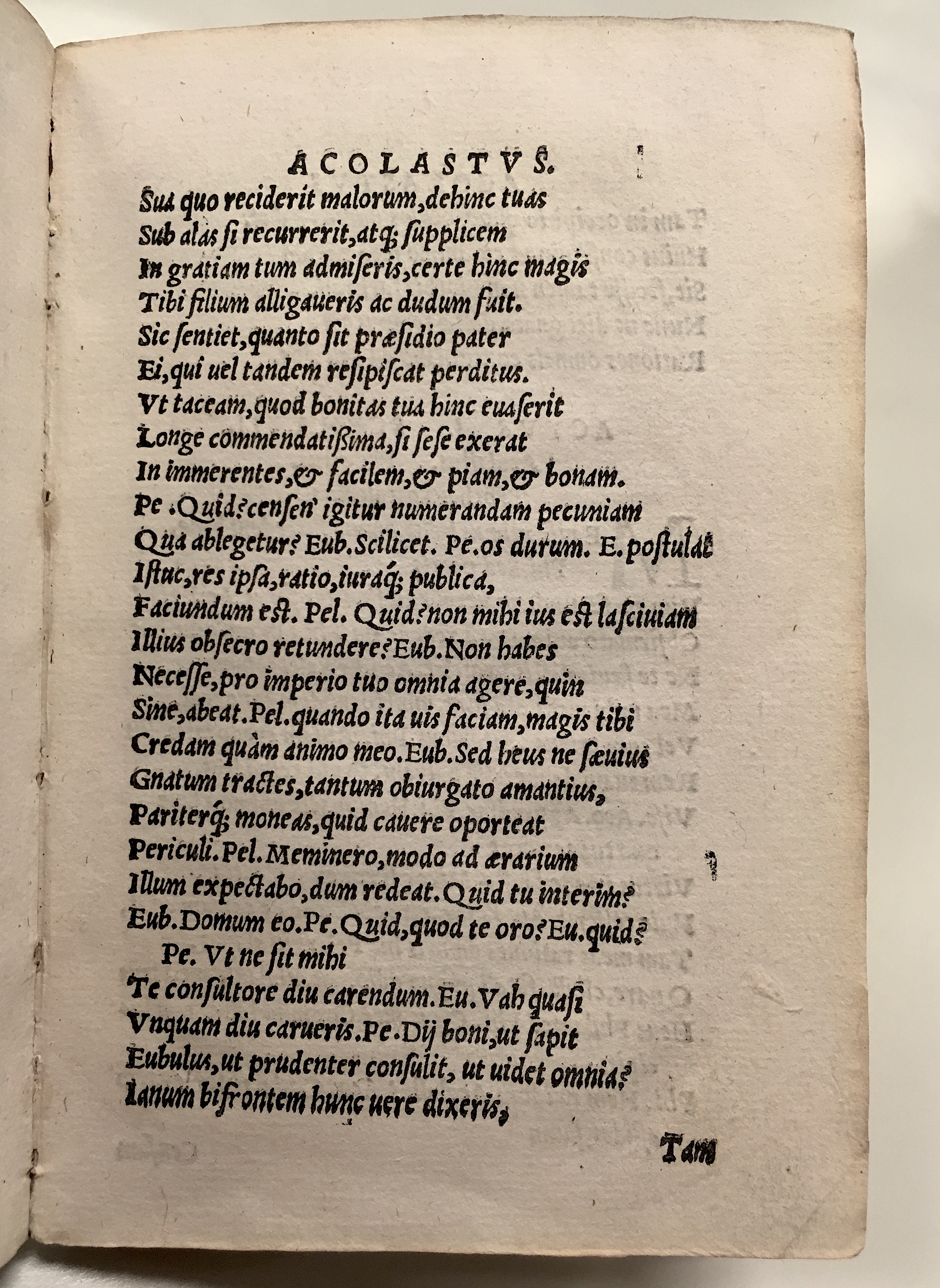 GnapheusAcolastus1533p13.jpg