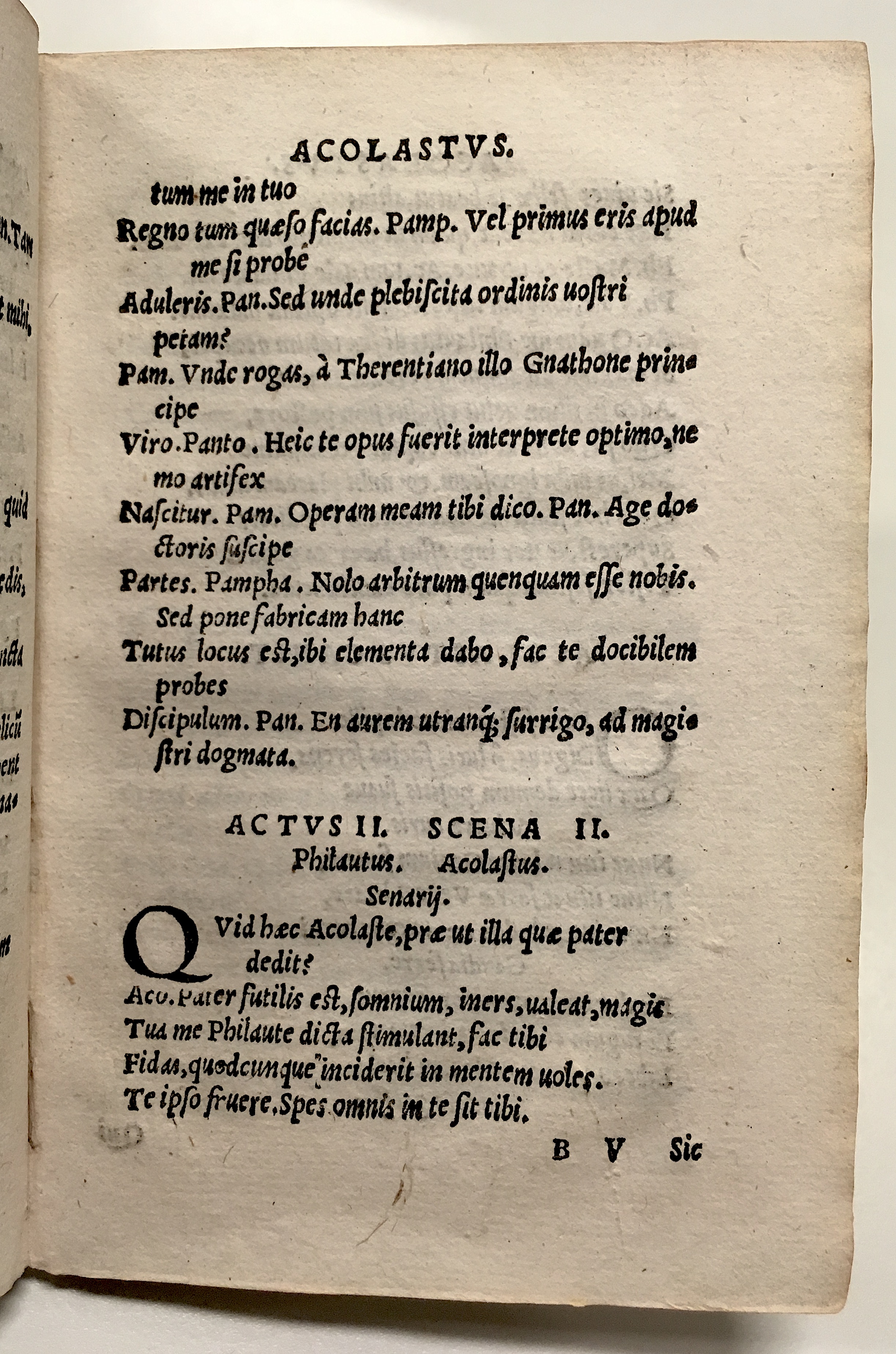 GnapheusAcolastus1533p25.jpg