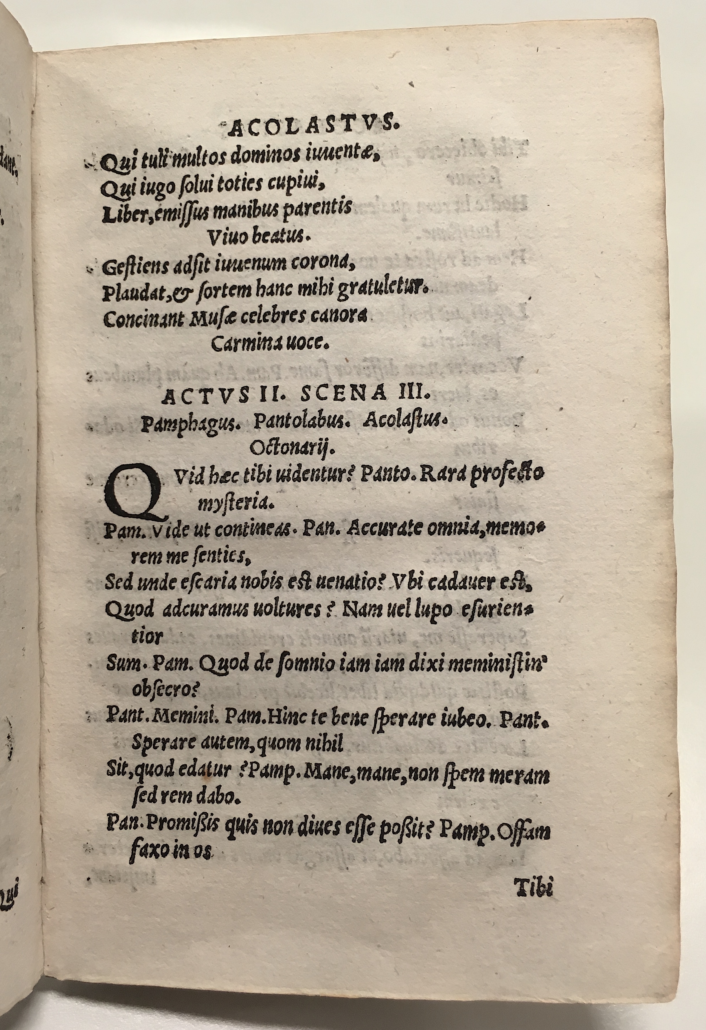 GnapheusAcolastus1533p27.jpg