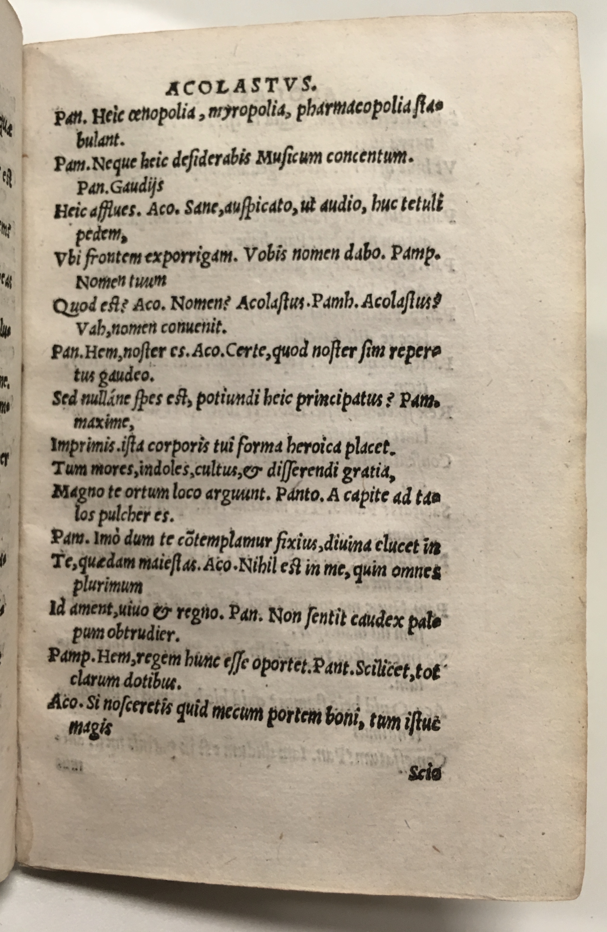 GnapheusAcolastus1533p31.jpg