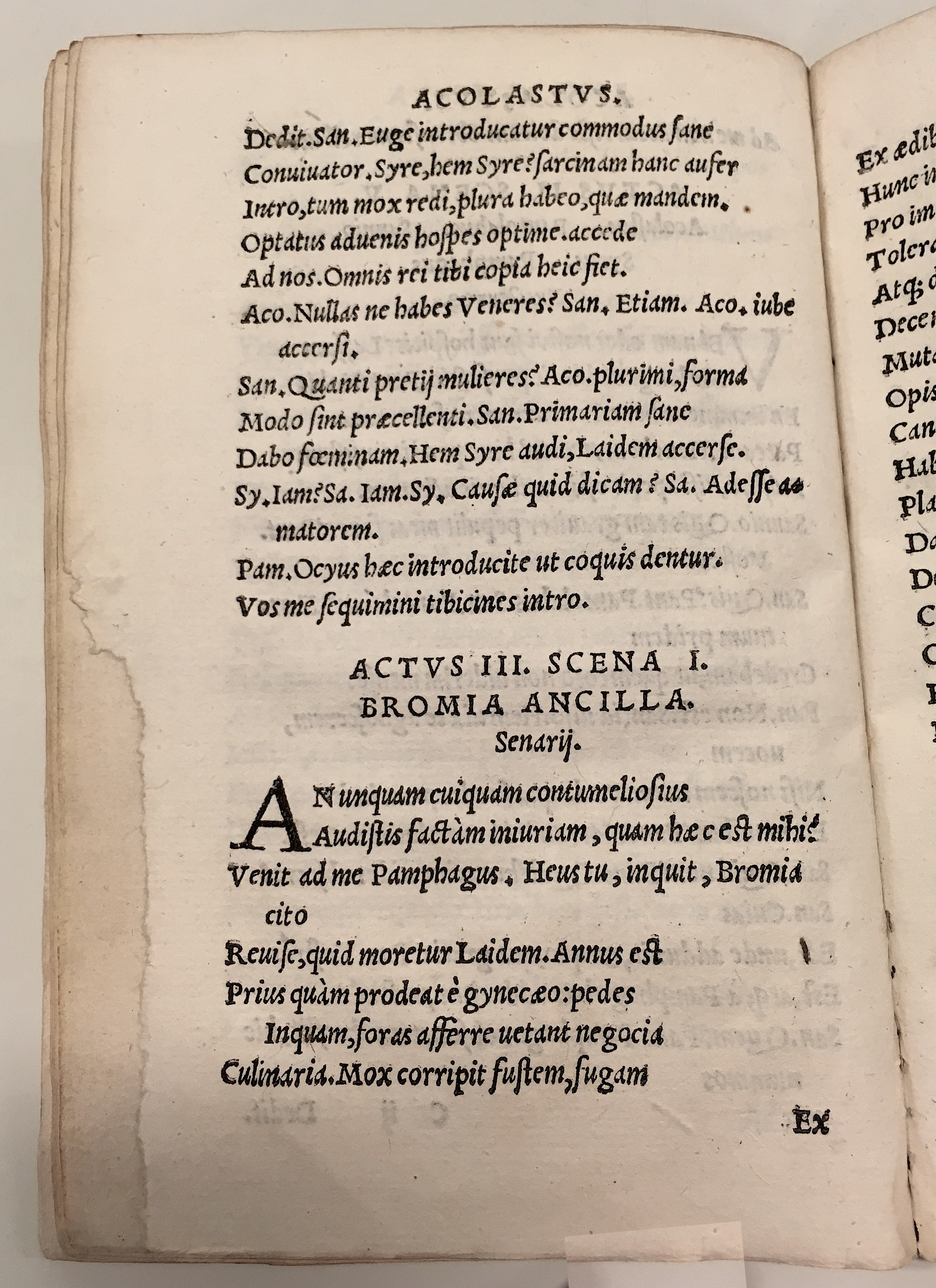 GnapheusAcolastus1533p36.jpg