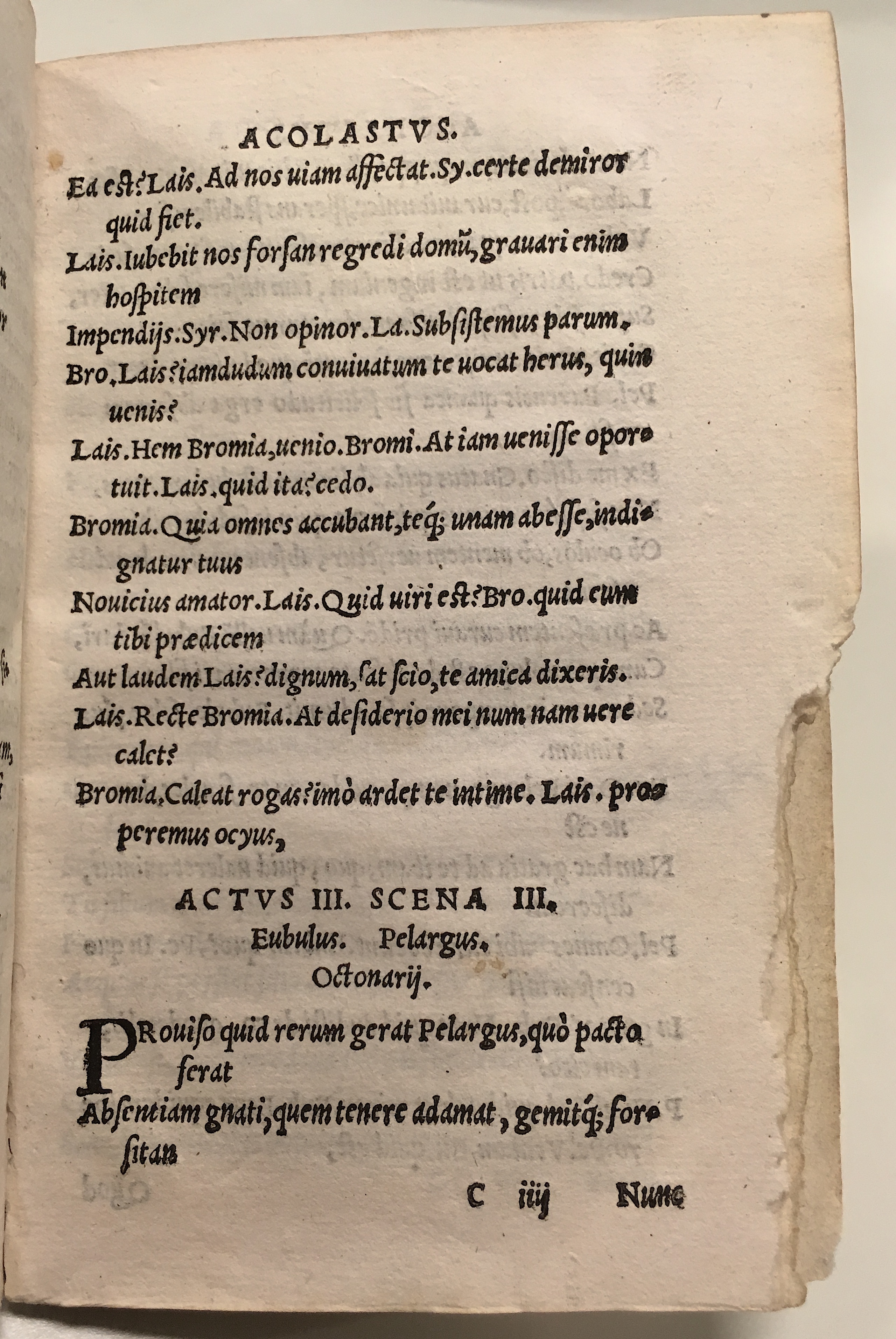 GnapheusAcolastus1533p39.jpg