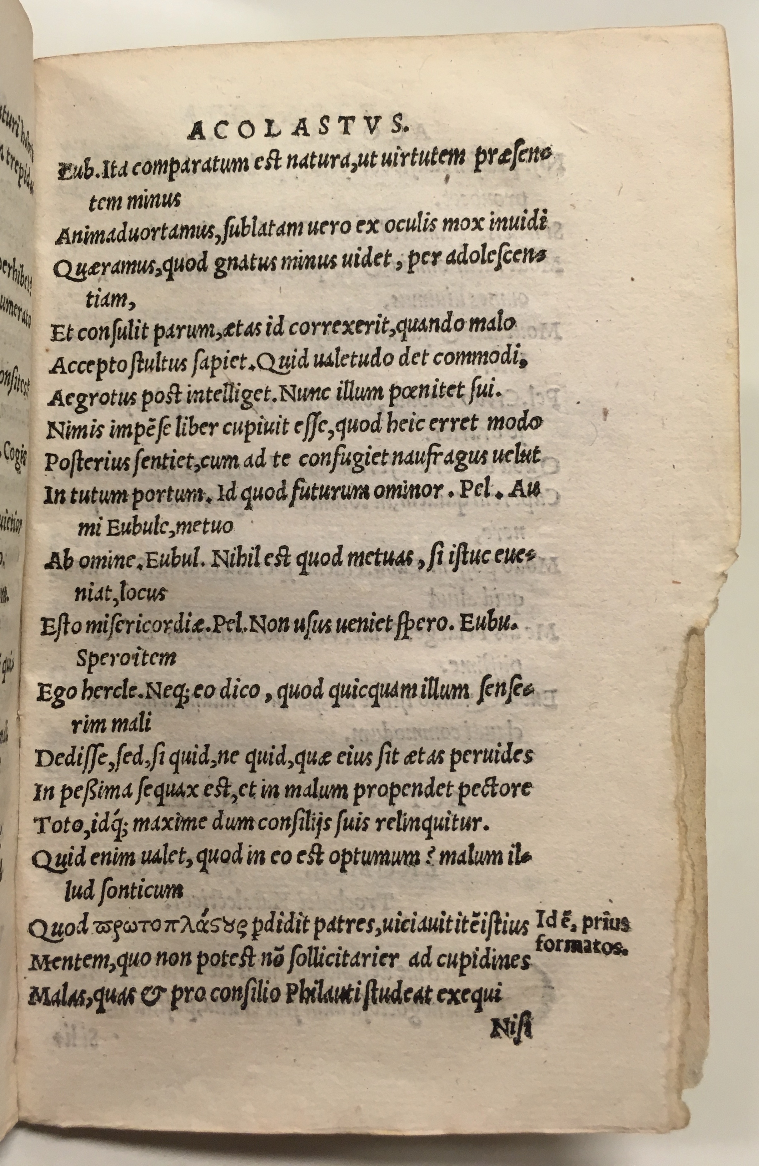 GnapheusAcolastus1533p43.jpg