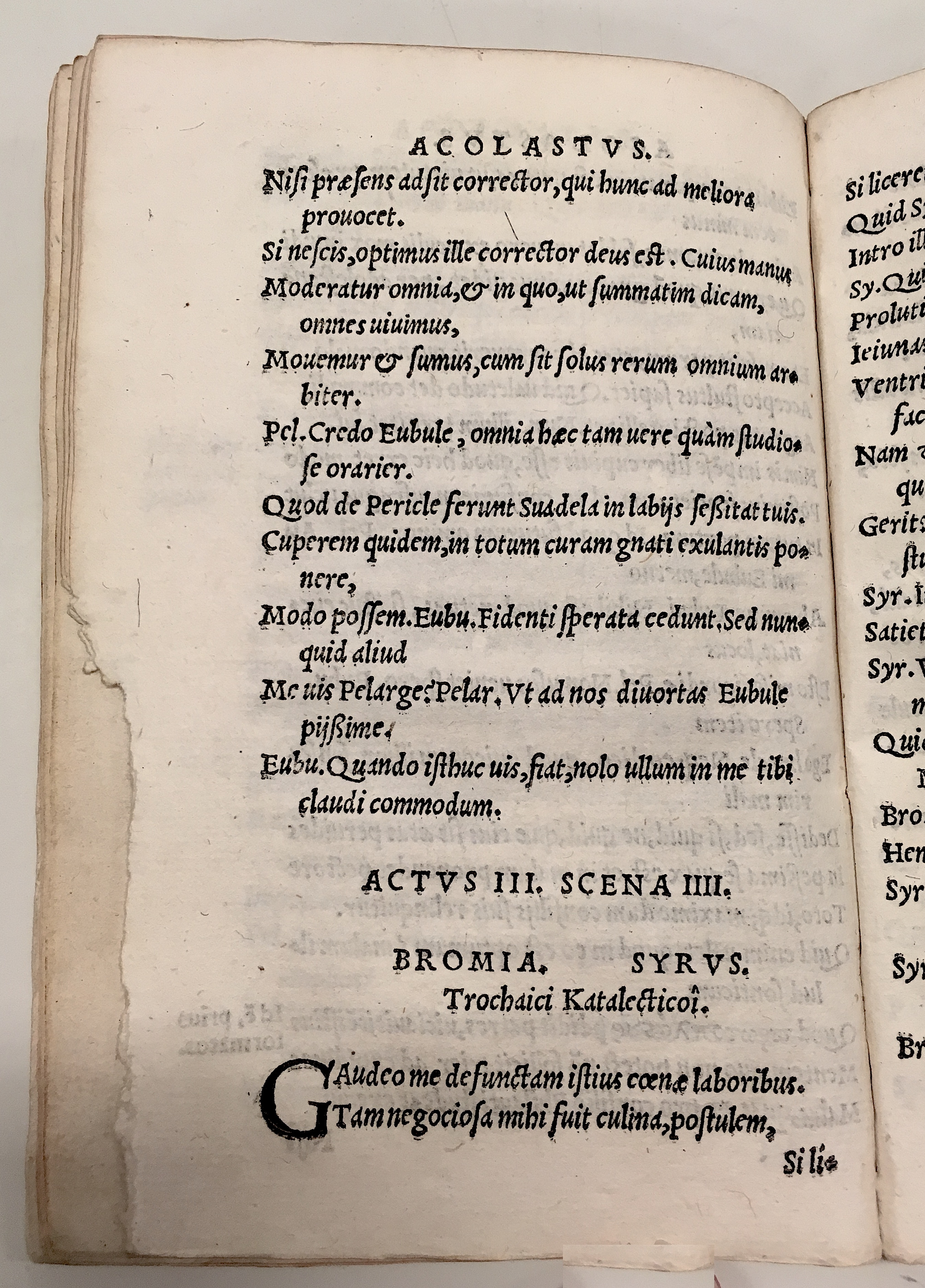 GnapheusAcolastus1533p44.jpg