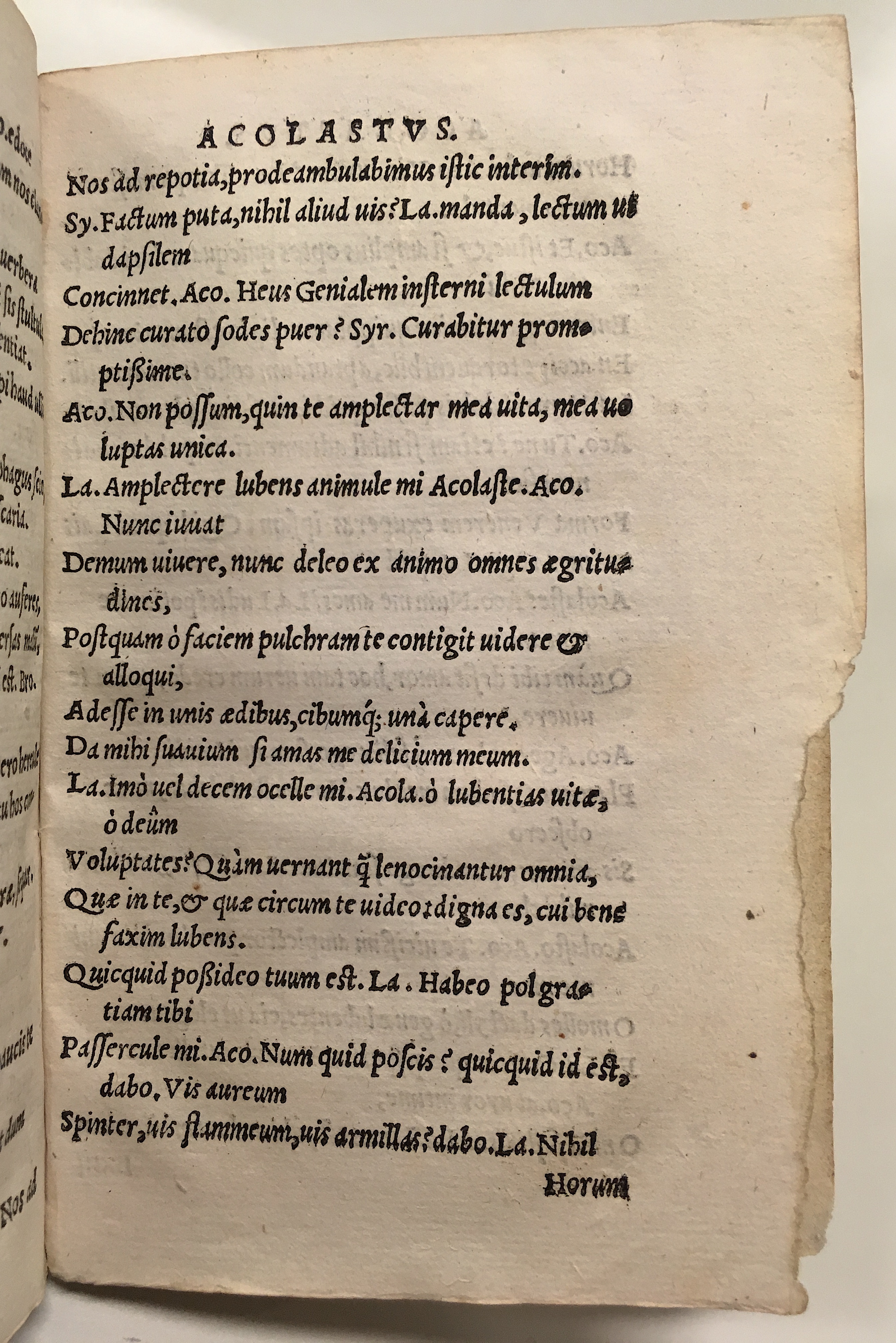 GnapheusAcolastus1533p47.jpg