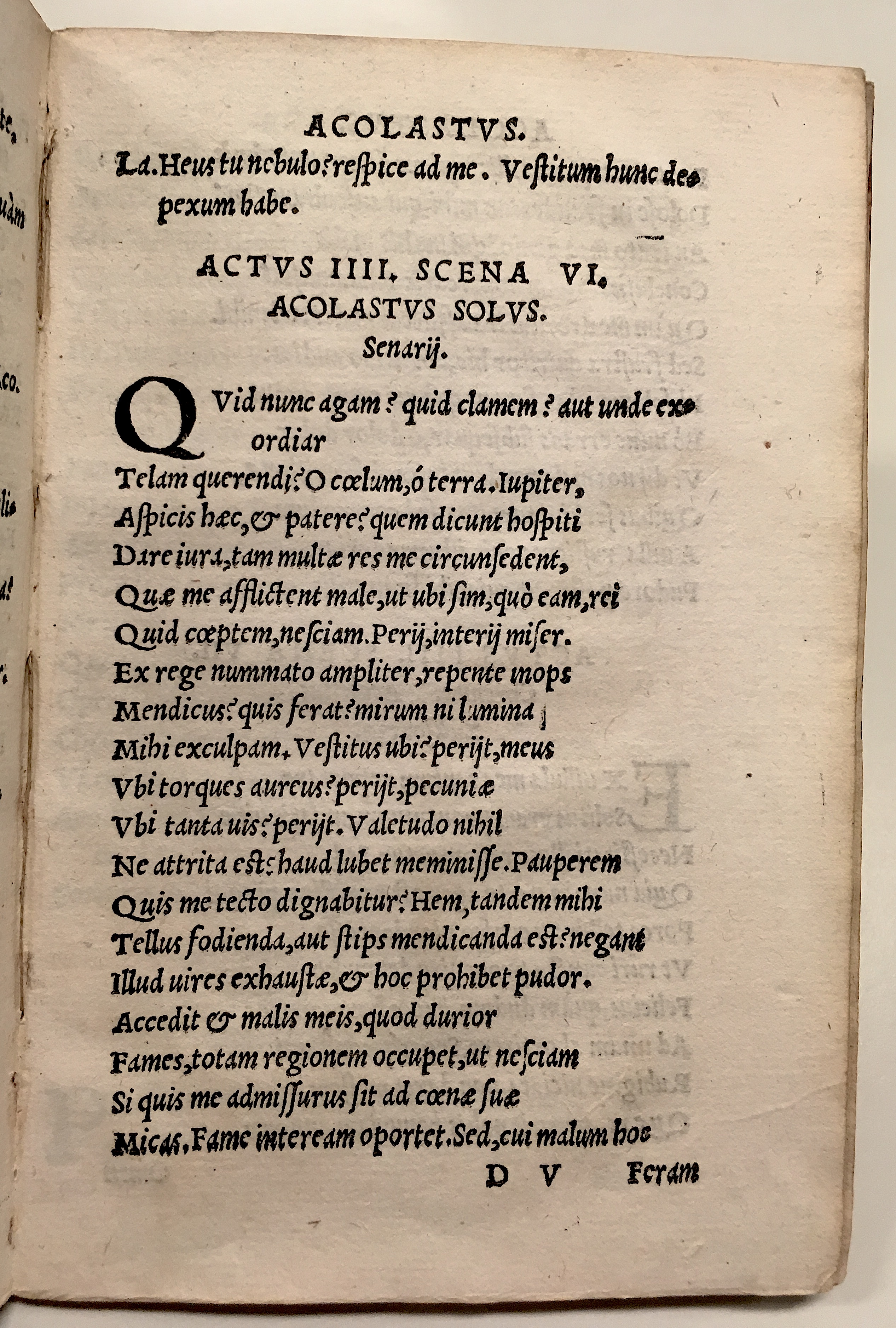 GnapheusAcolastus1533p57.jpg