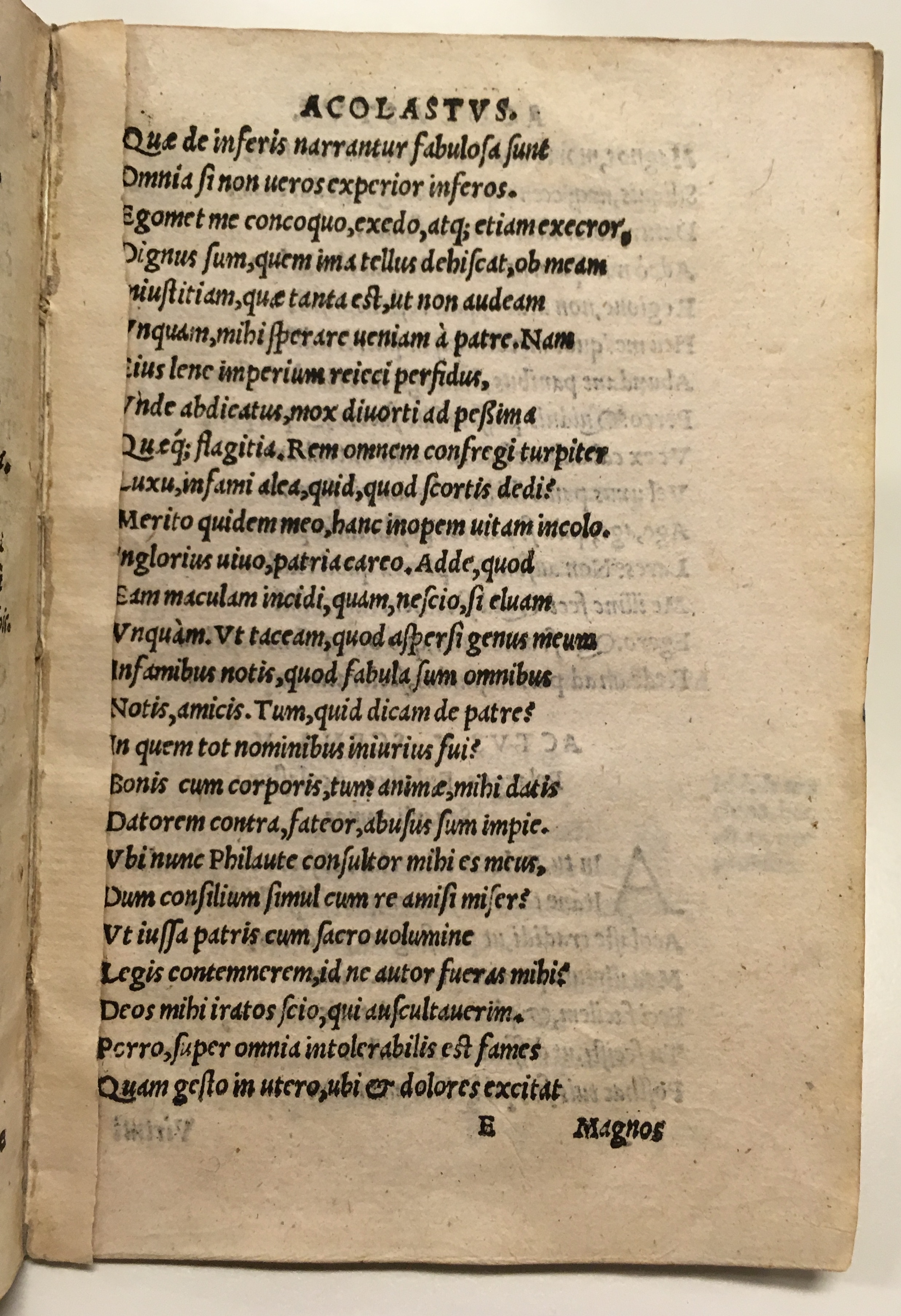 GnapheusAcolastus1533p65.jpg