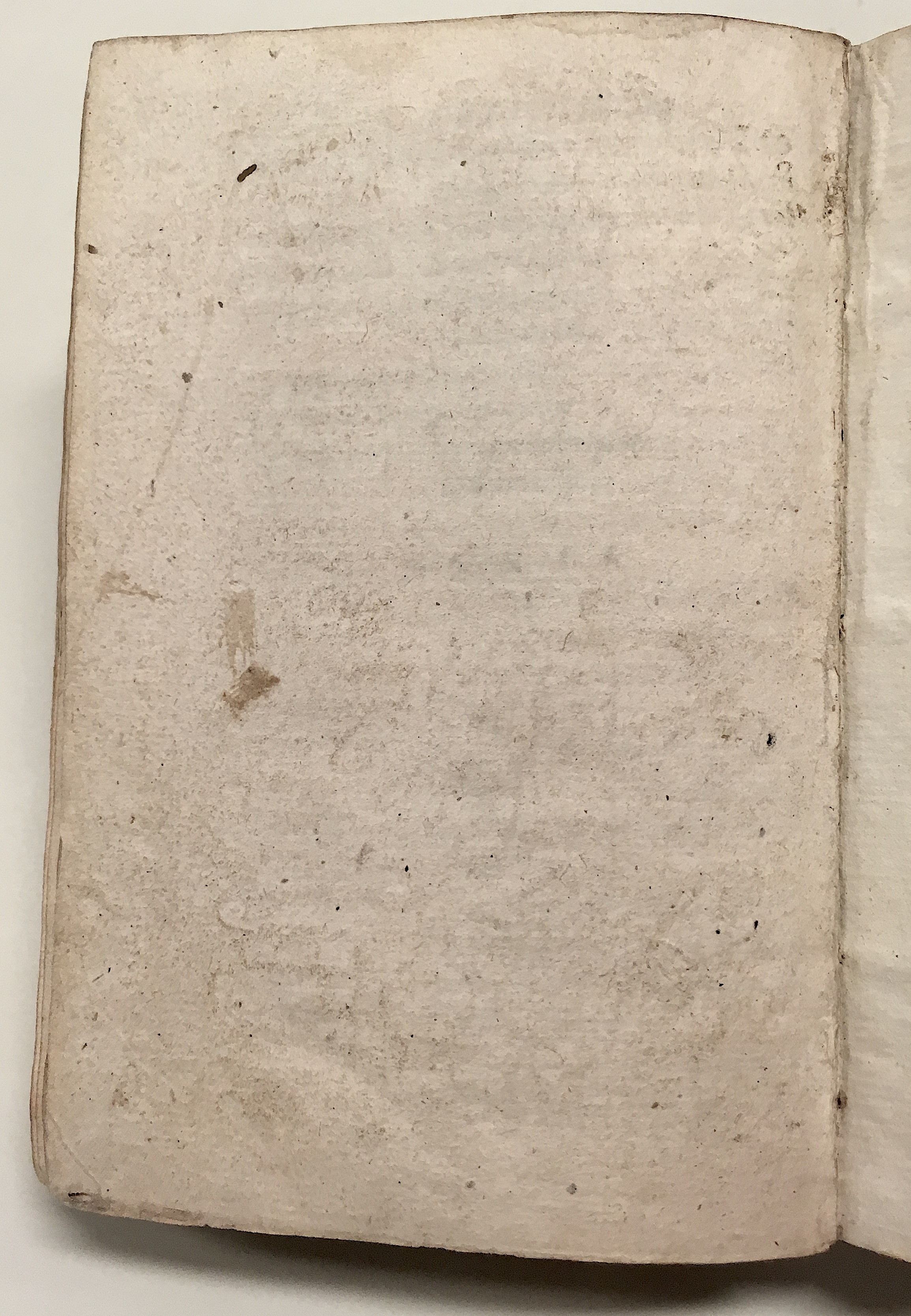 GnapheusAcolastus1533p80.jpg