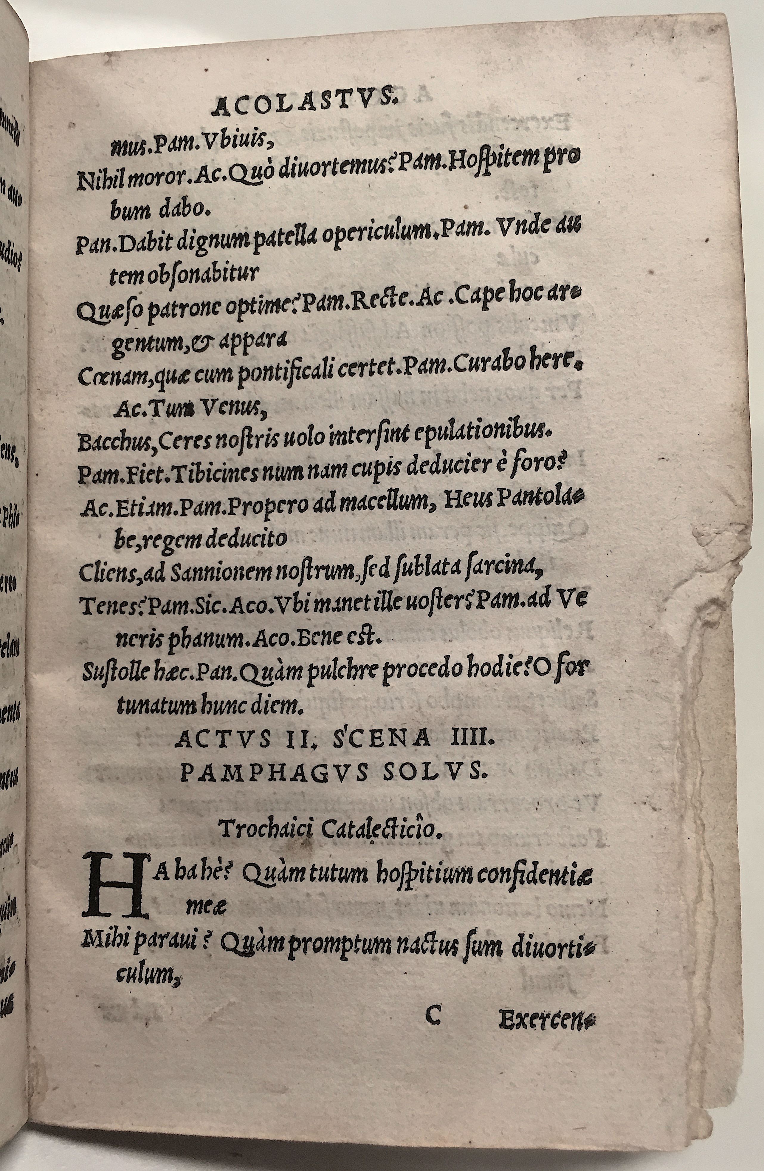 GnapheusAcolastus1533p33
