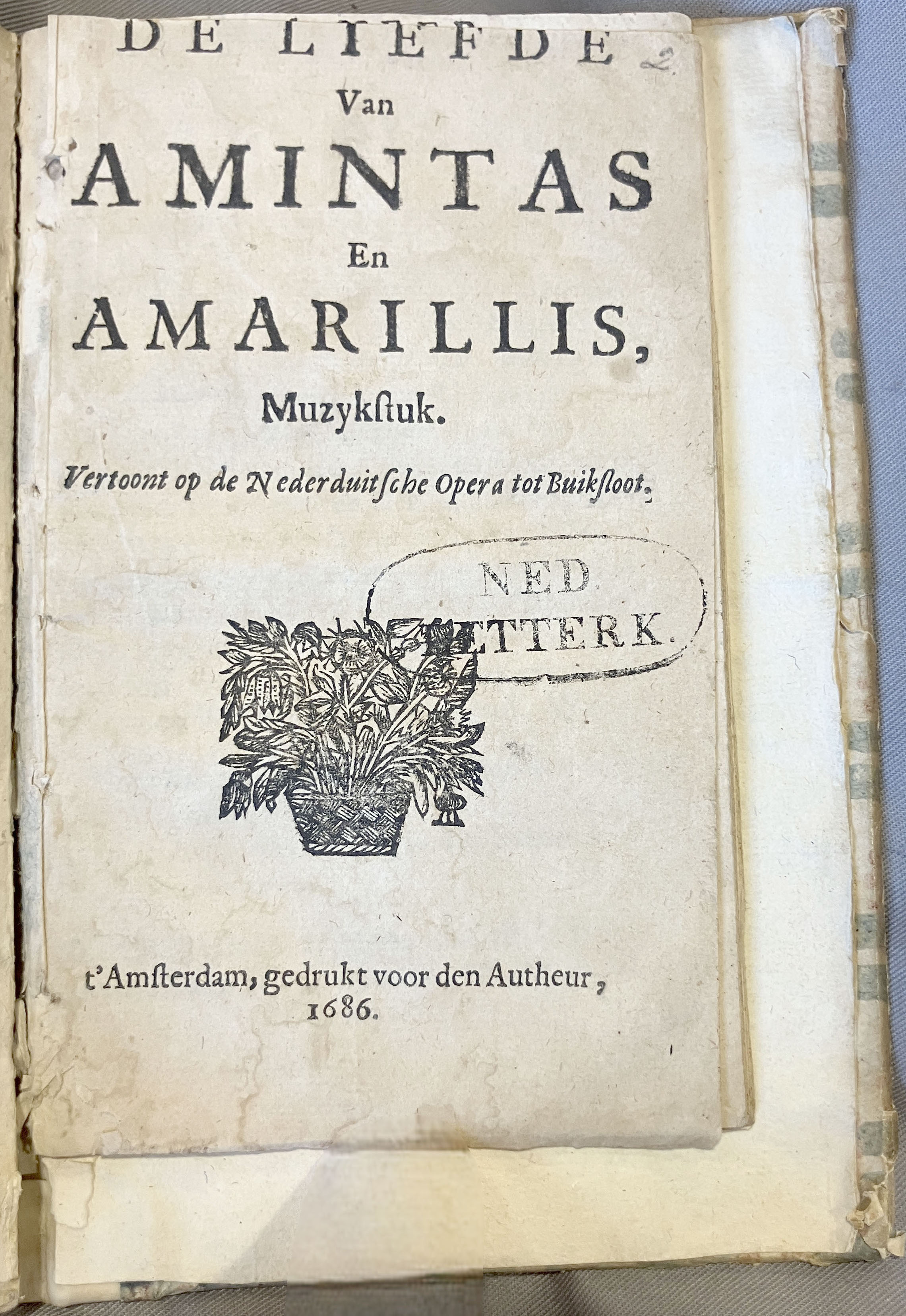 LingelbachAmintasAmarillis1686p01