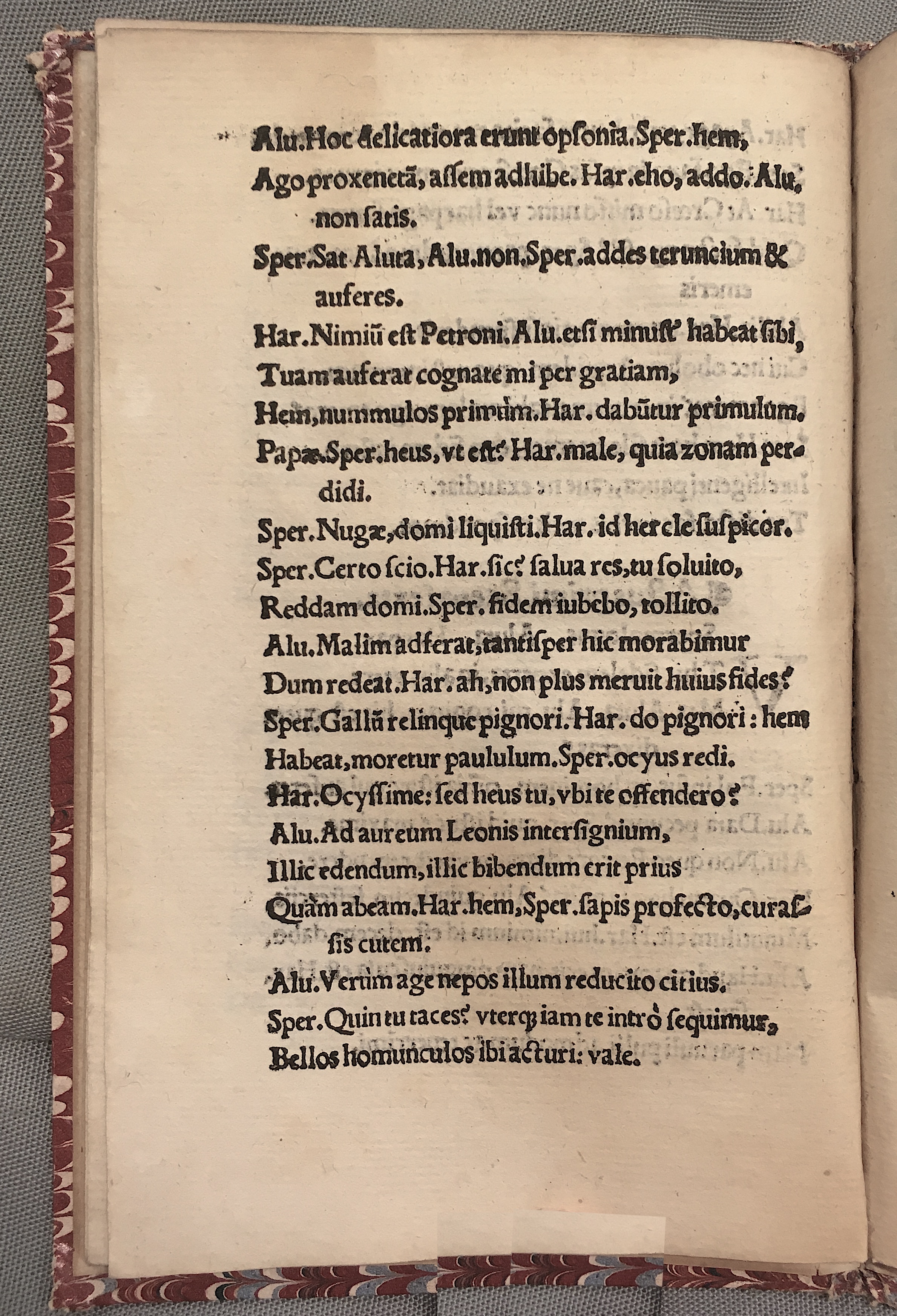 MacropediusAluta1539p14.jpg