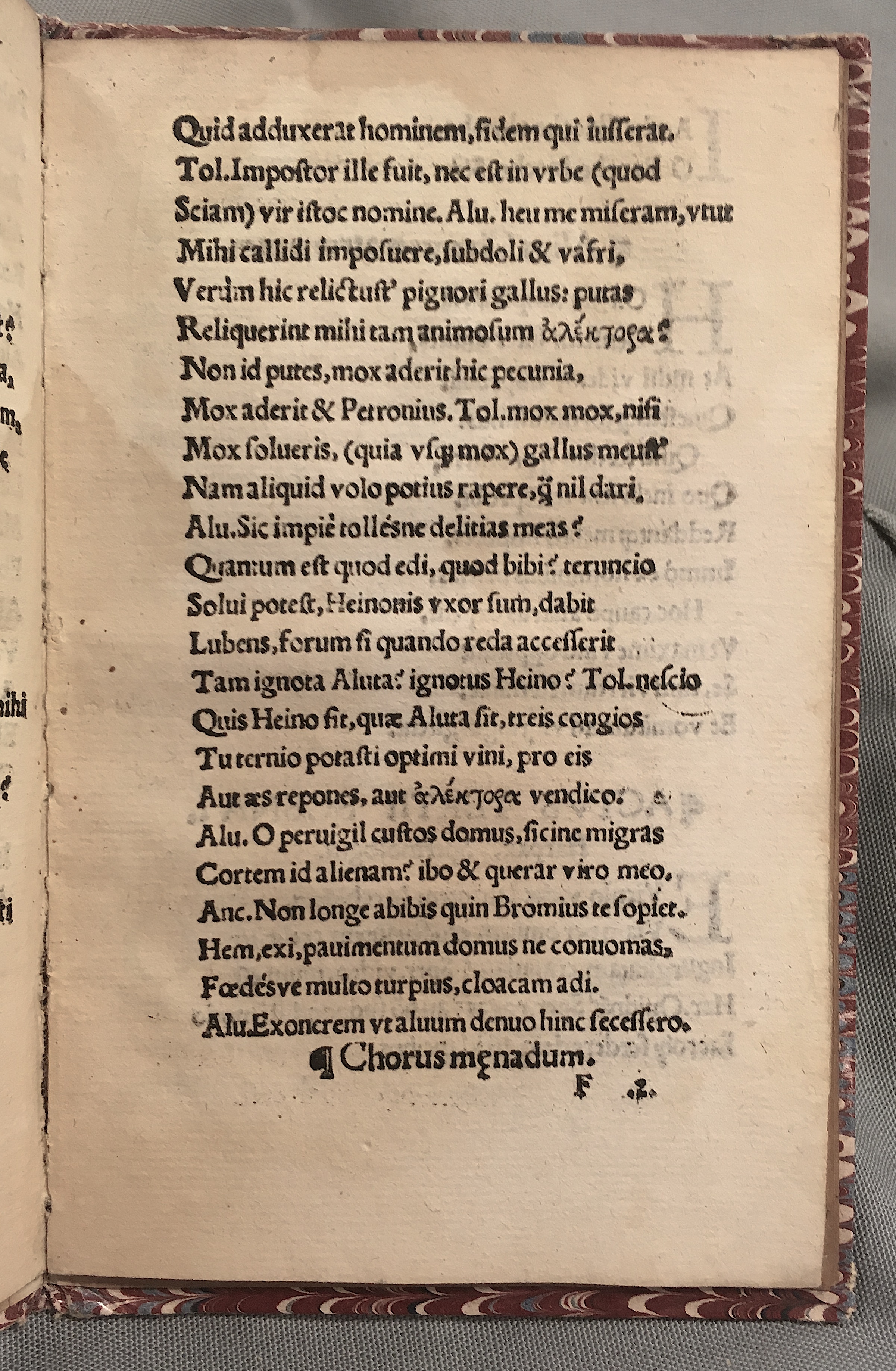 MacropediusAluta1539p19.jpg