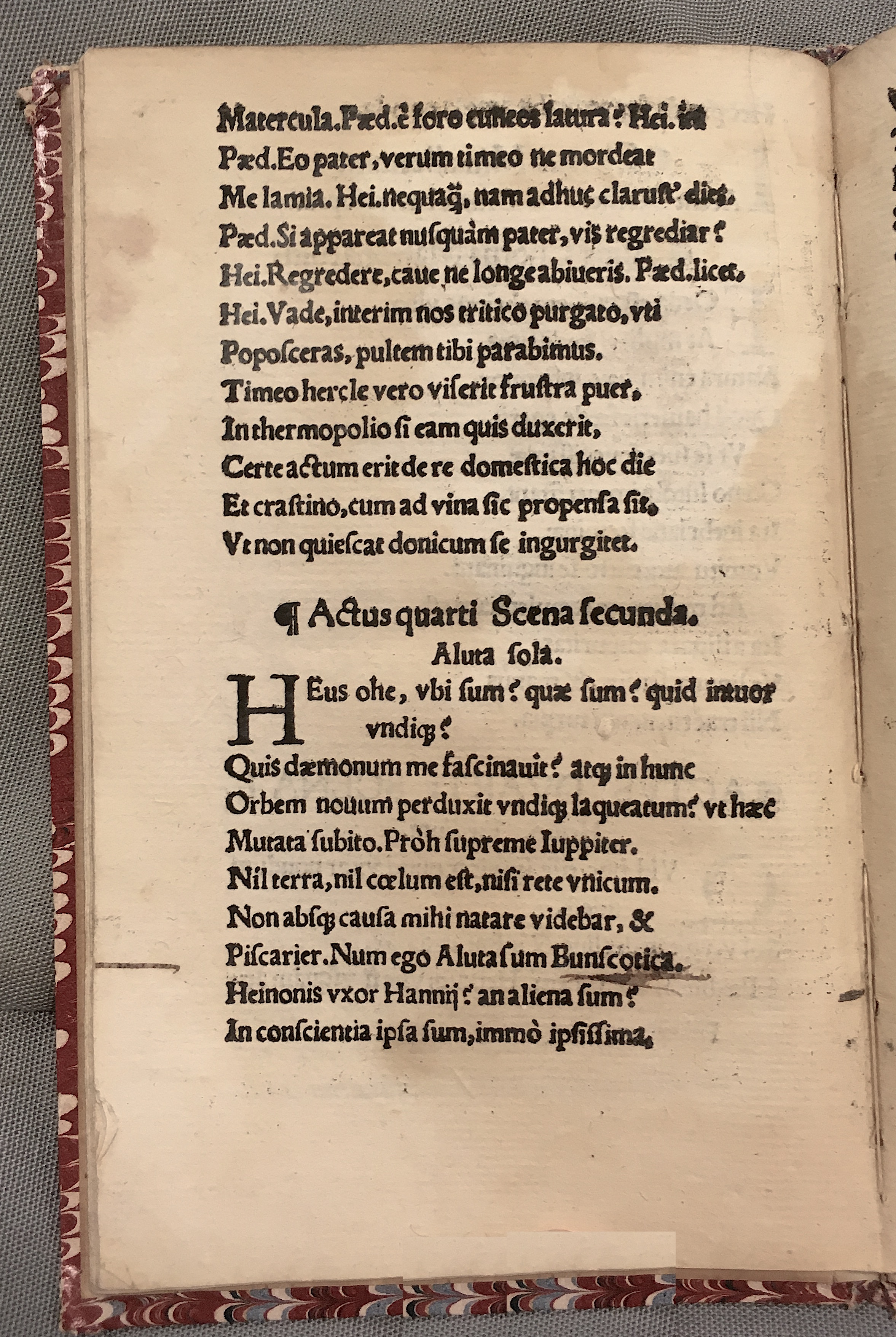 MacropediusAluta1539p24.jpg