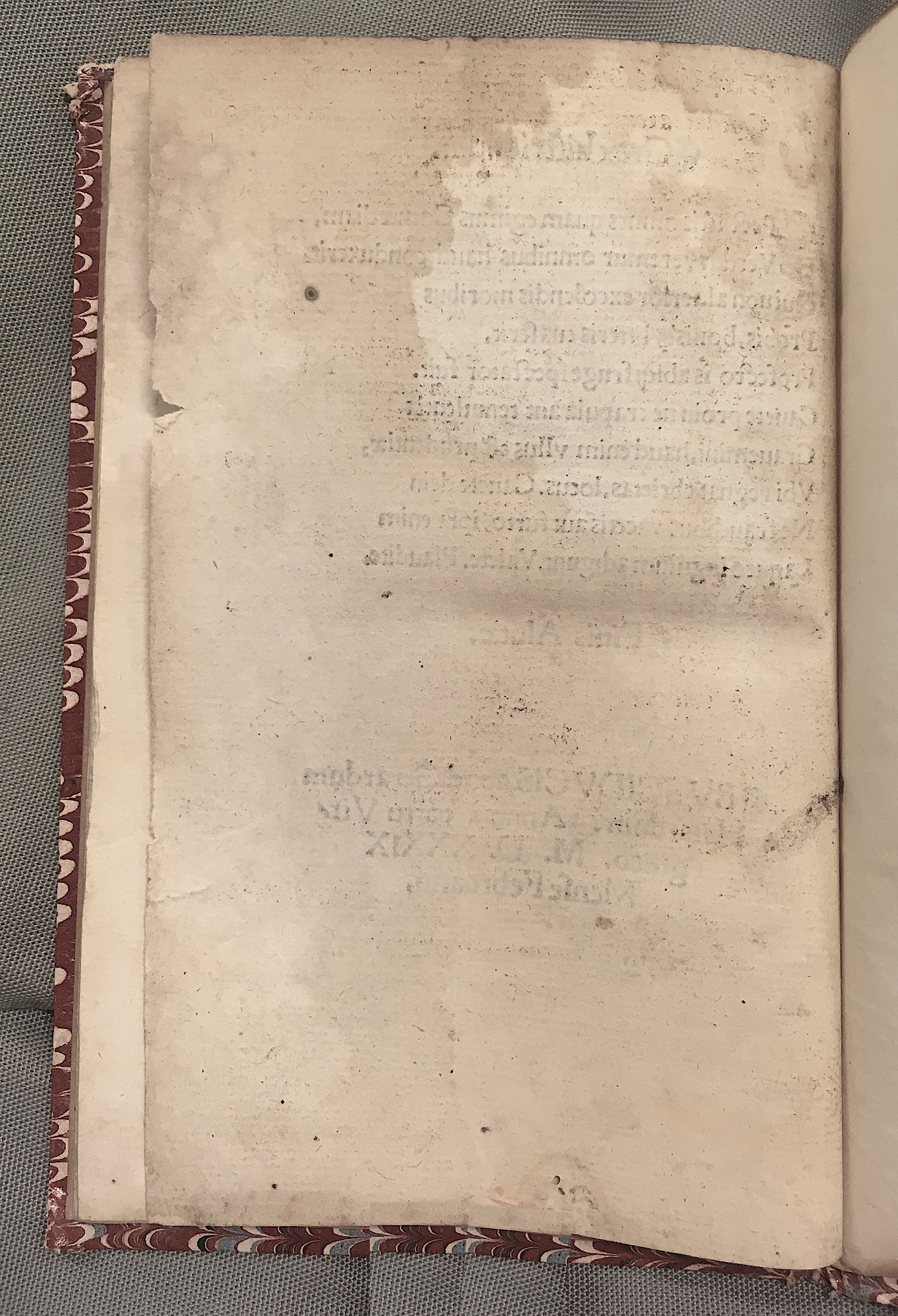 MacropediusAluta1539p32.jpg