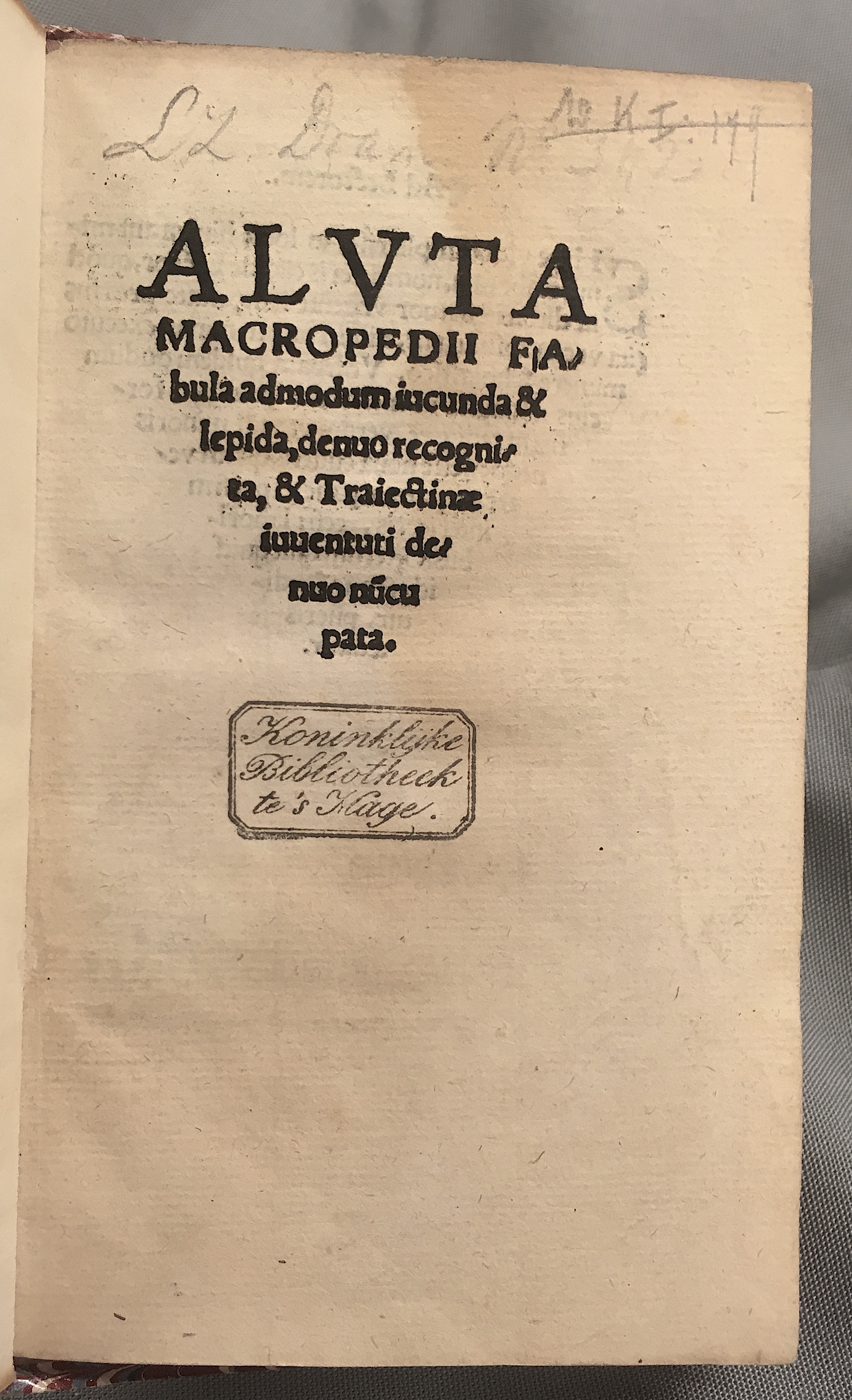 MacropediusAluta1539p01