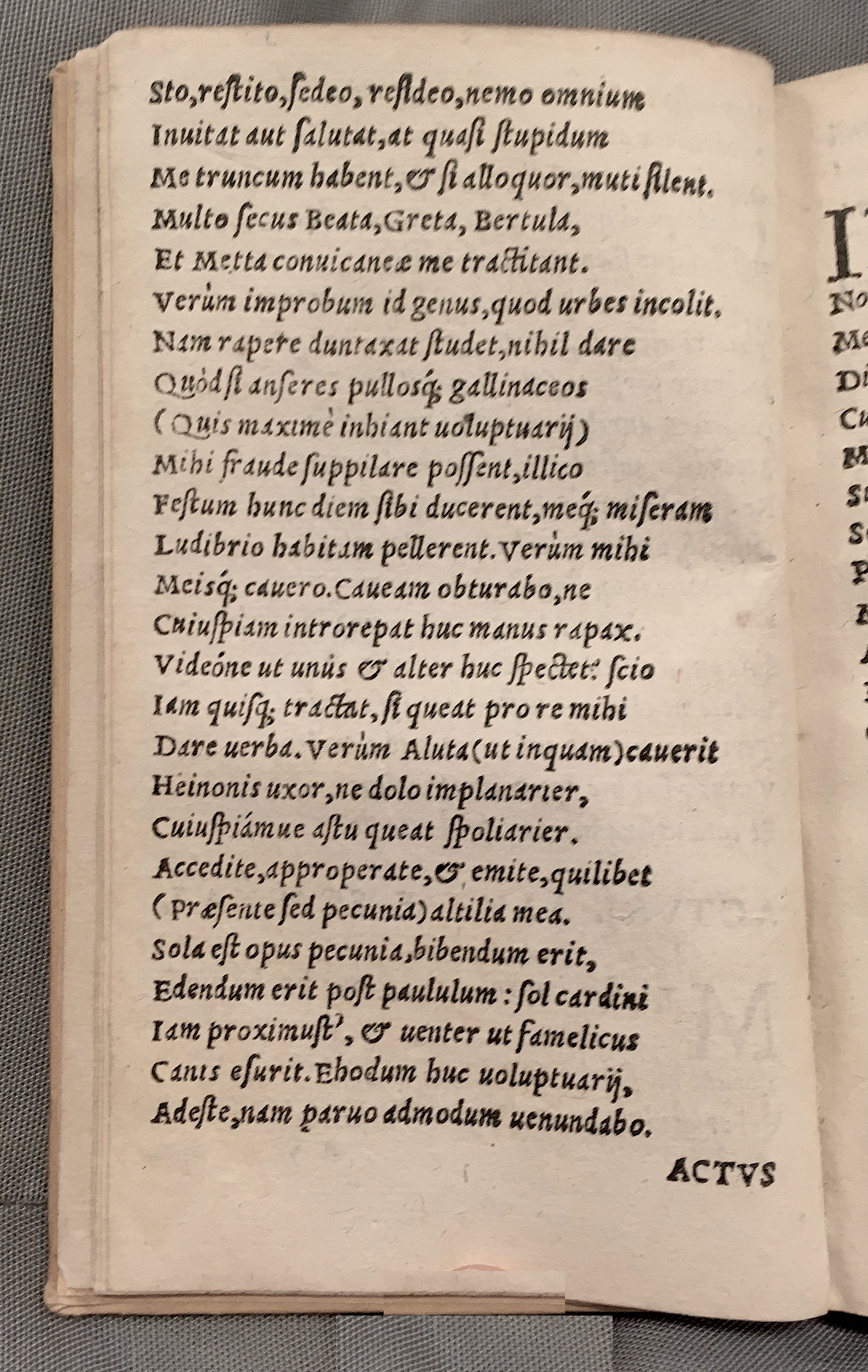 MacropediusAluta1553p10.jpg