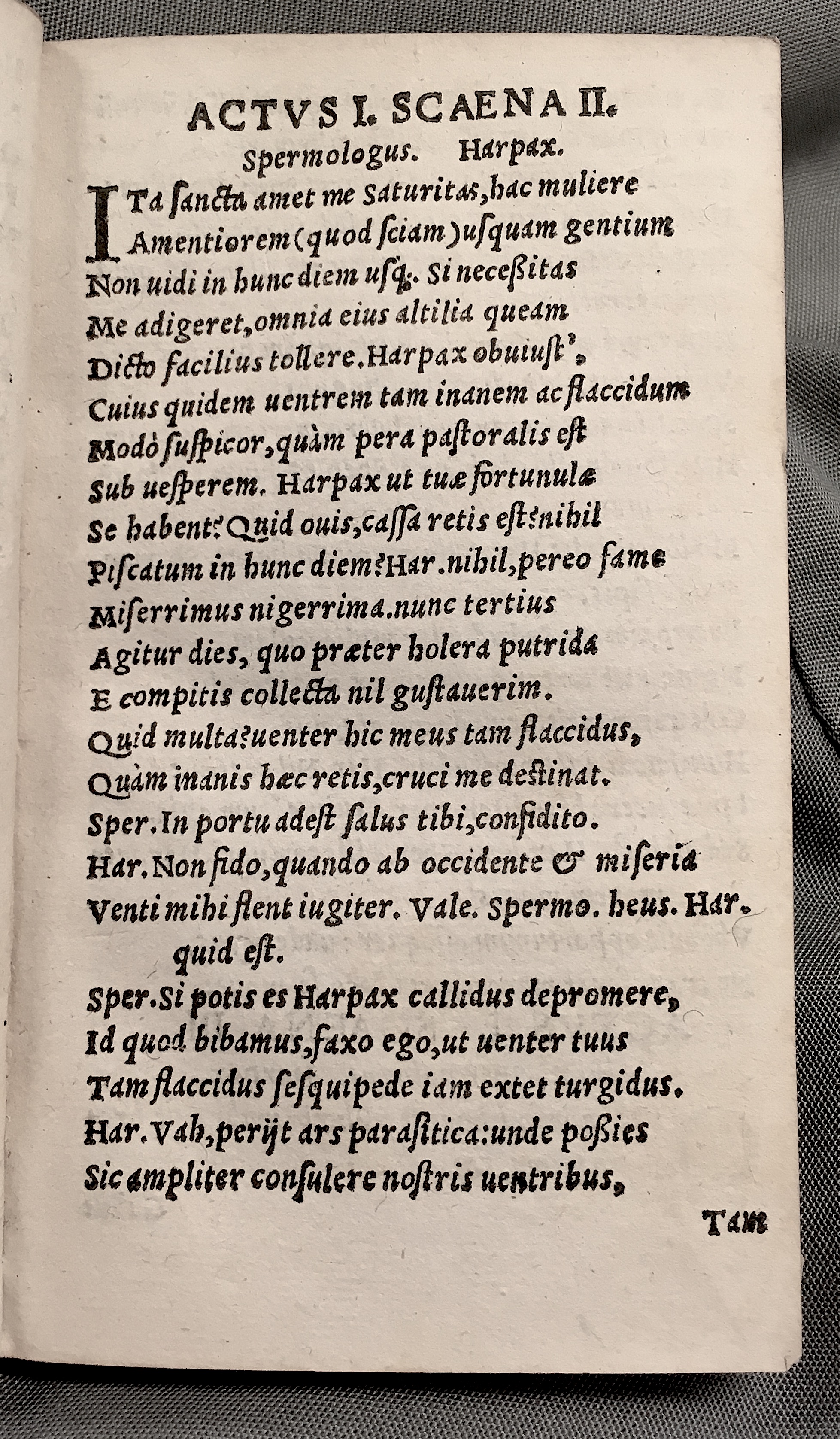 MacropediusAluta1553p11.jpg