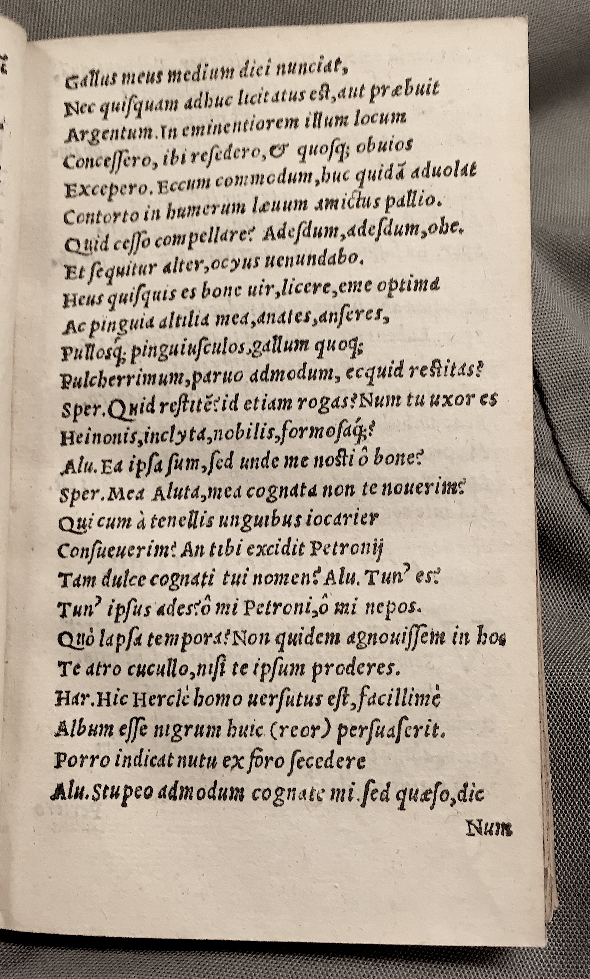 MacropediusAluta1553p13.jpg