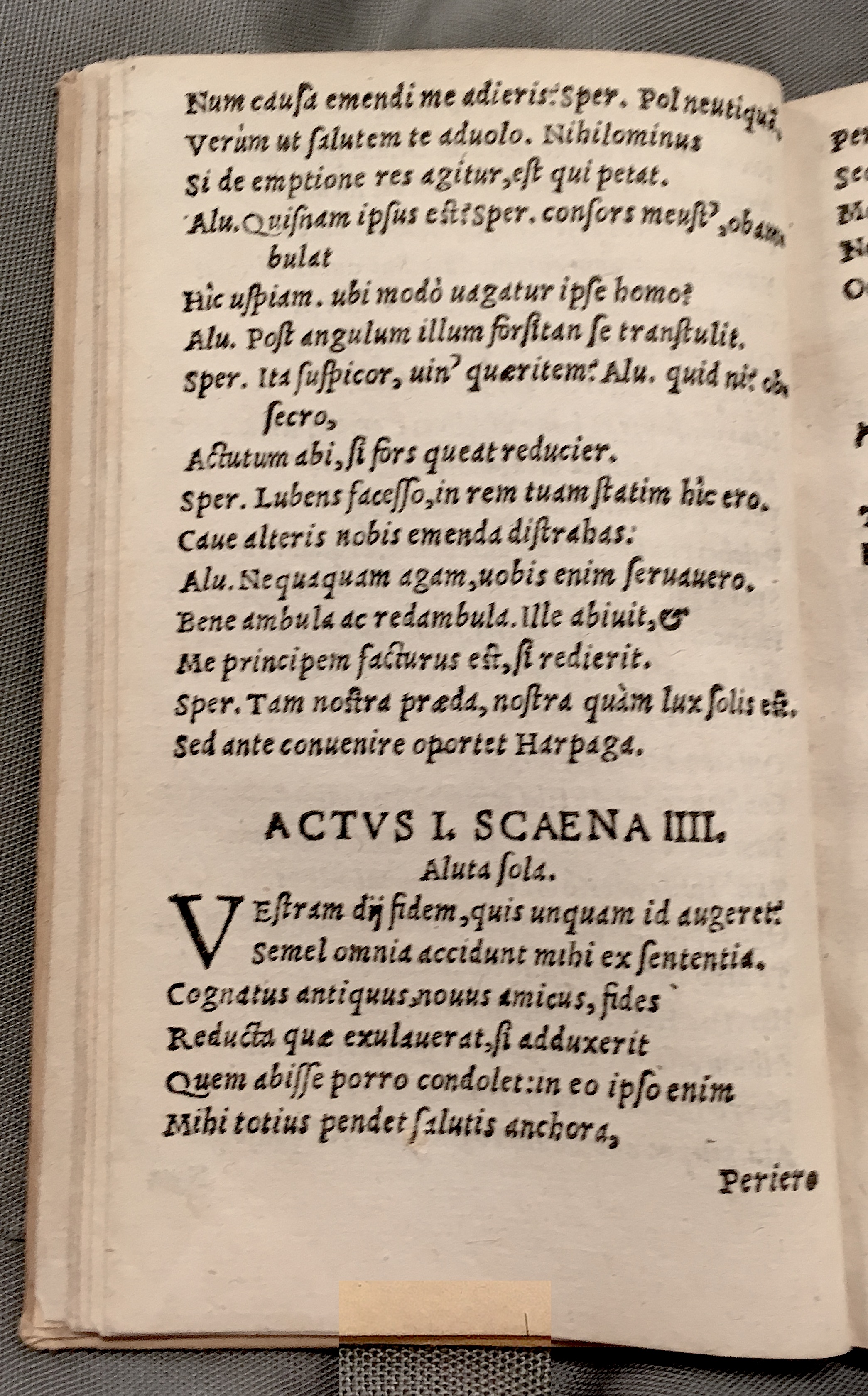 MacropediusAluta1553p14.jpg