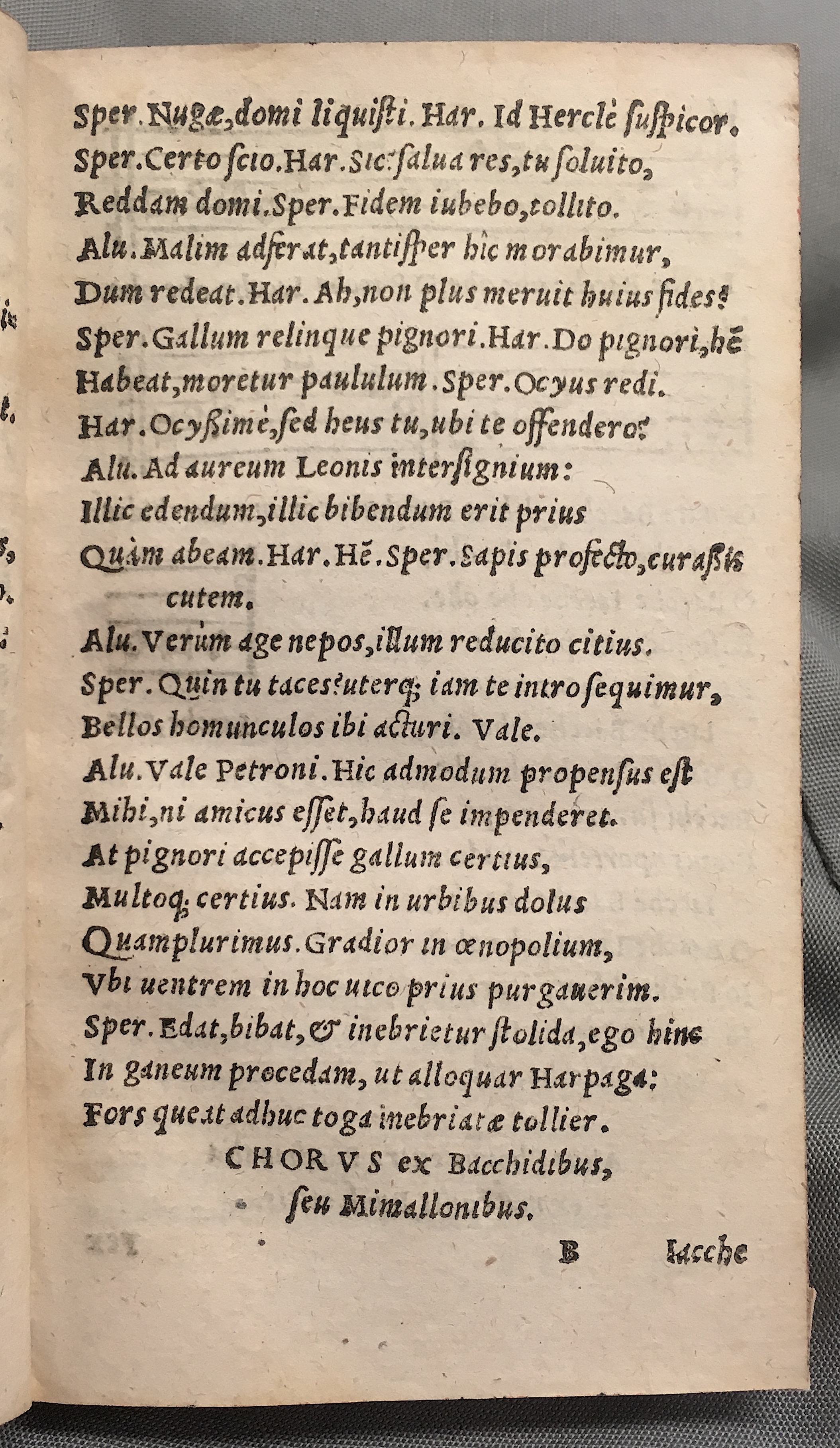 MacropediusAluta1553p17.jpg