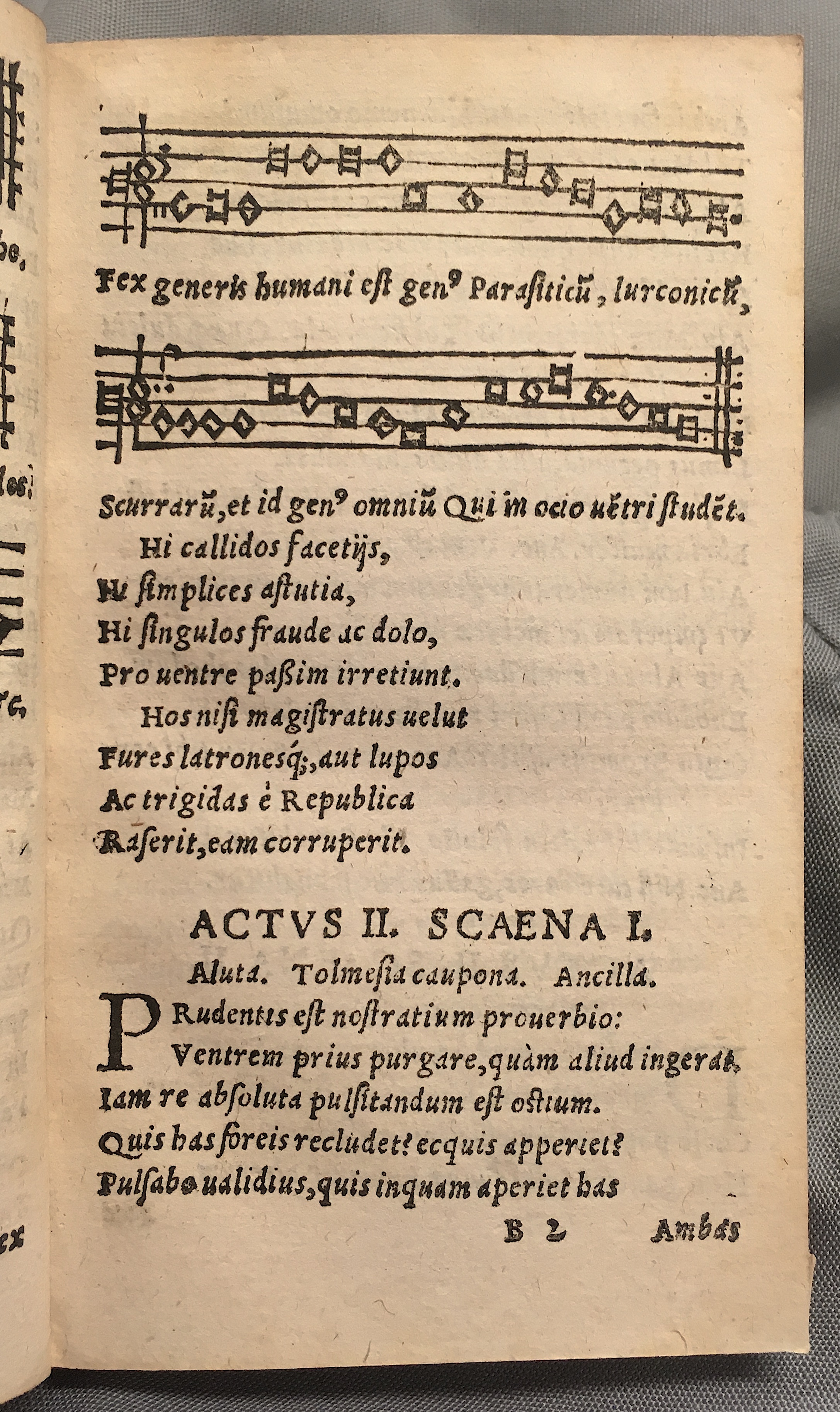 MacropediusAluta1553p19.jpg